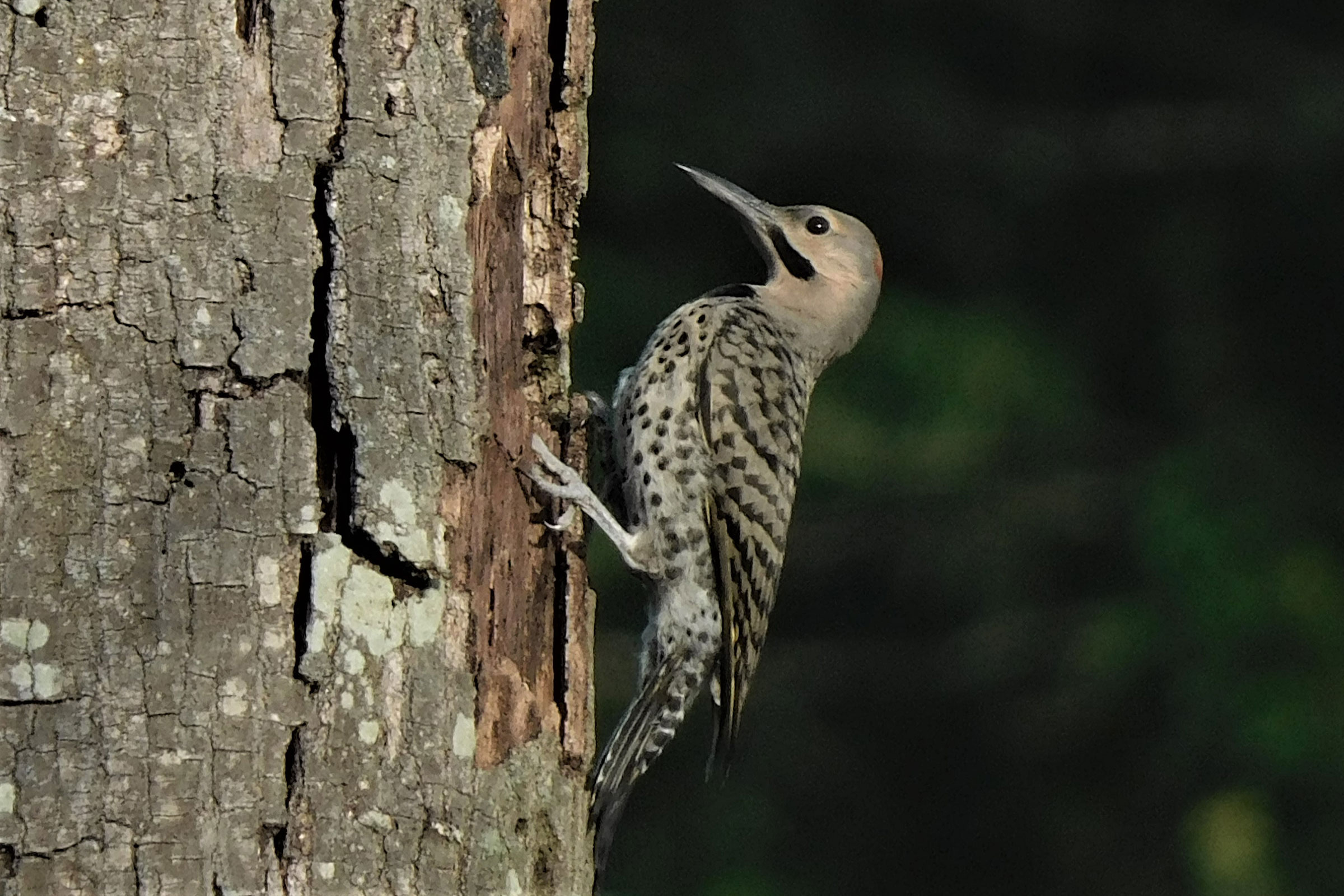 Northern Flicker - Immature male, photo by Lynn Scarlett
