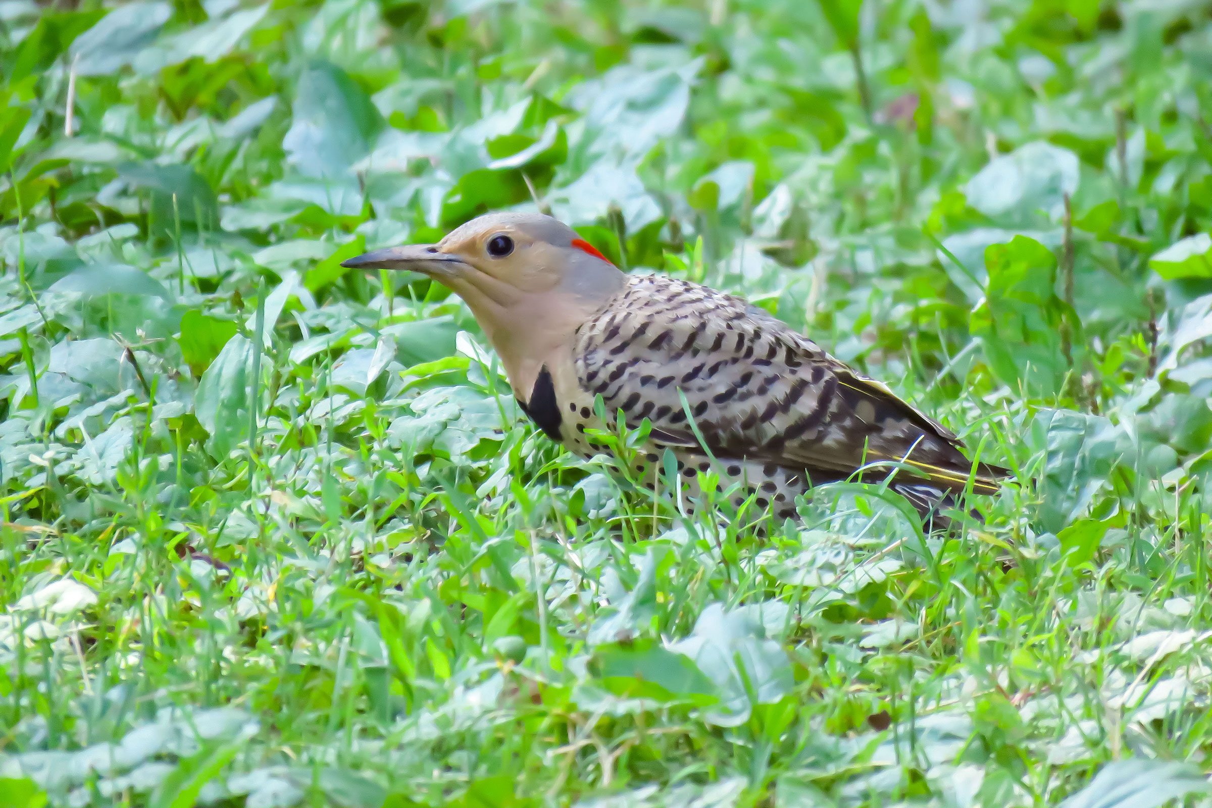 Northern Flicker - Immature female, photo by Candice Lowther