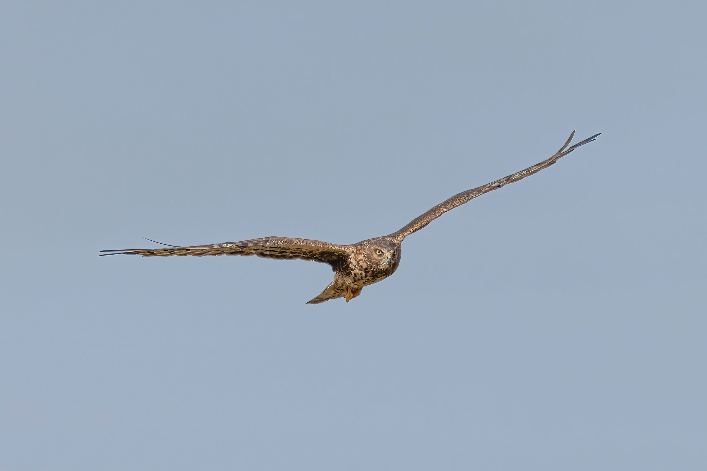 Northern Harrier - Adult female in flight, photo by David Yeager
