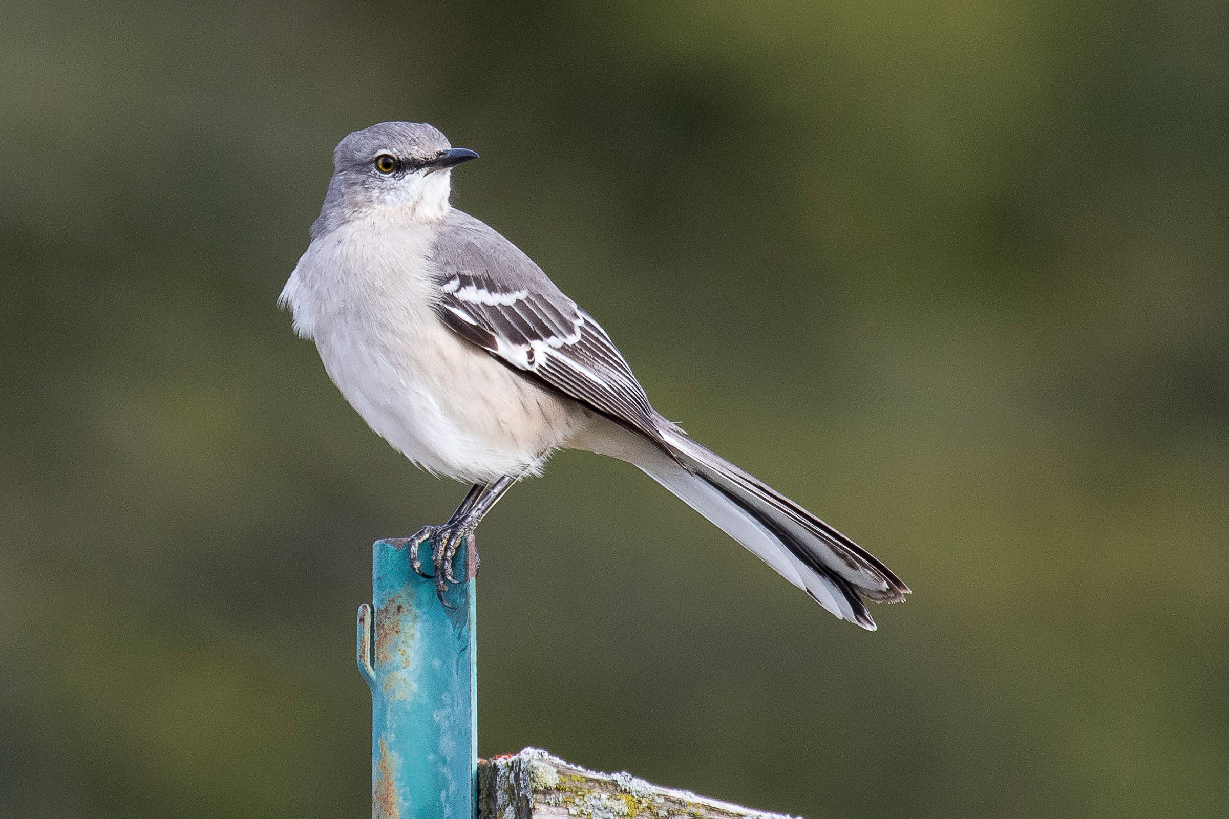 Northern Mockingbird - Adult, photo by Dave Boltz