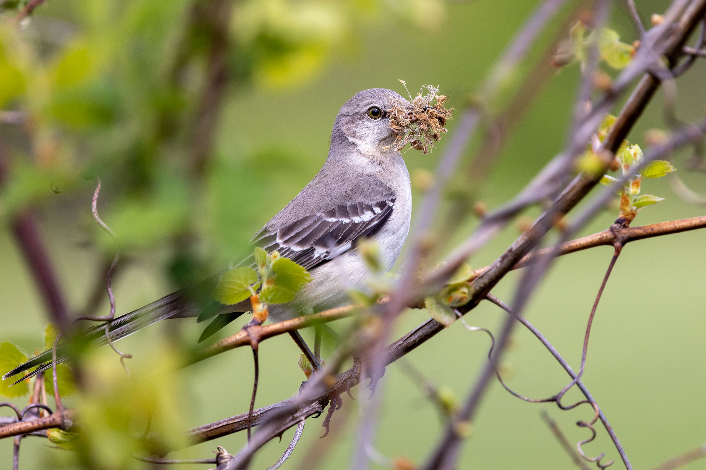 Northern Mockingbird - Adult with nesting material, photo by Gloria Schoenholtz