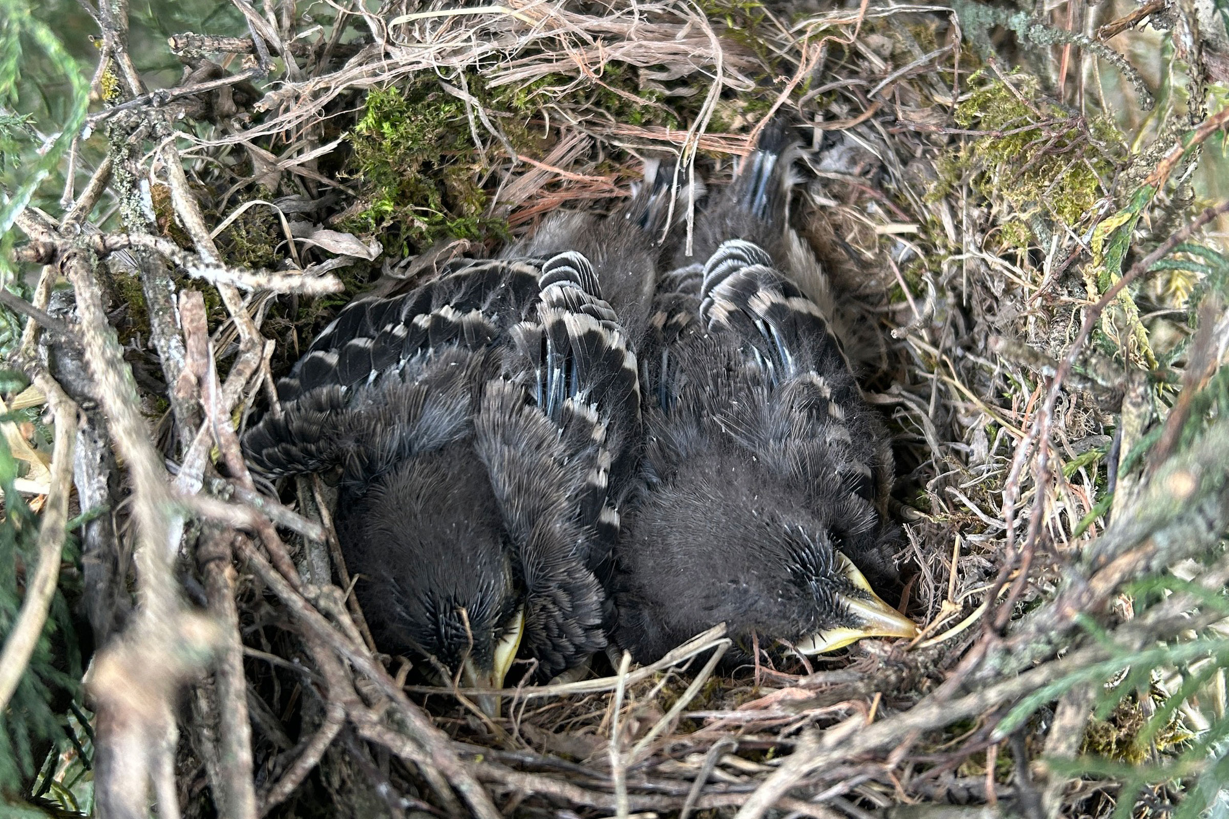 Northern Mockingbird - Nestlings, photo by Nick Garnhart