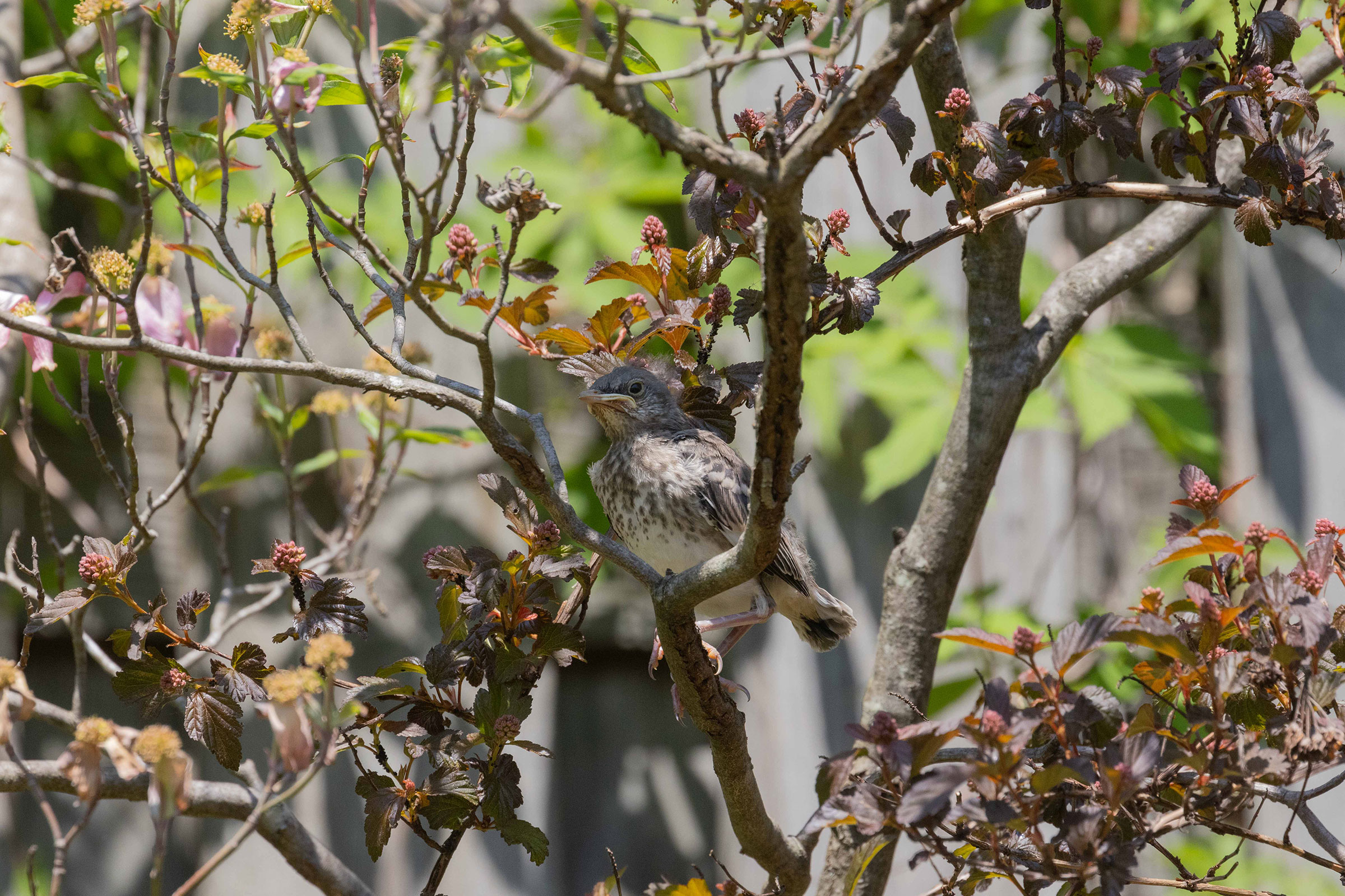 Northern Mockingbird - Juvenile, photo by Dixie Sommers