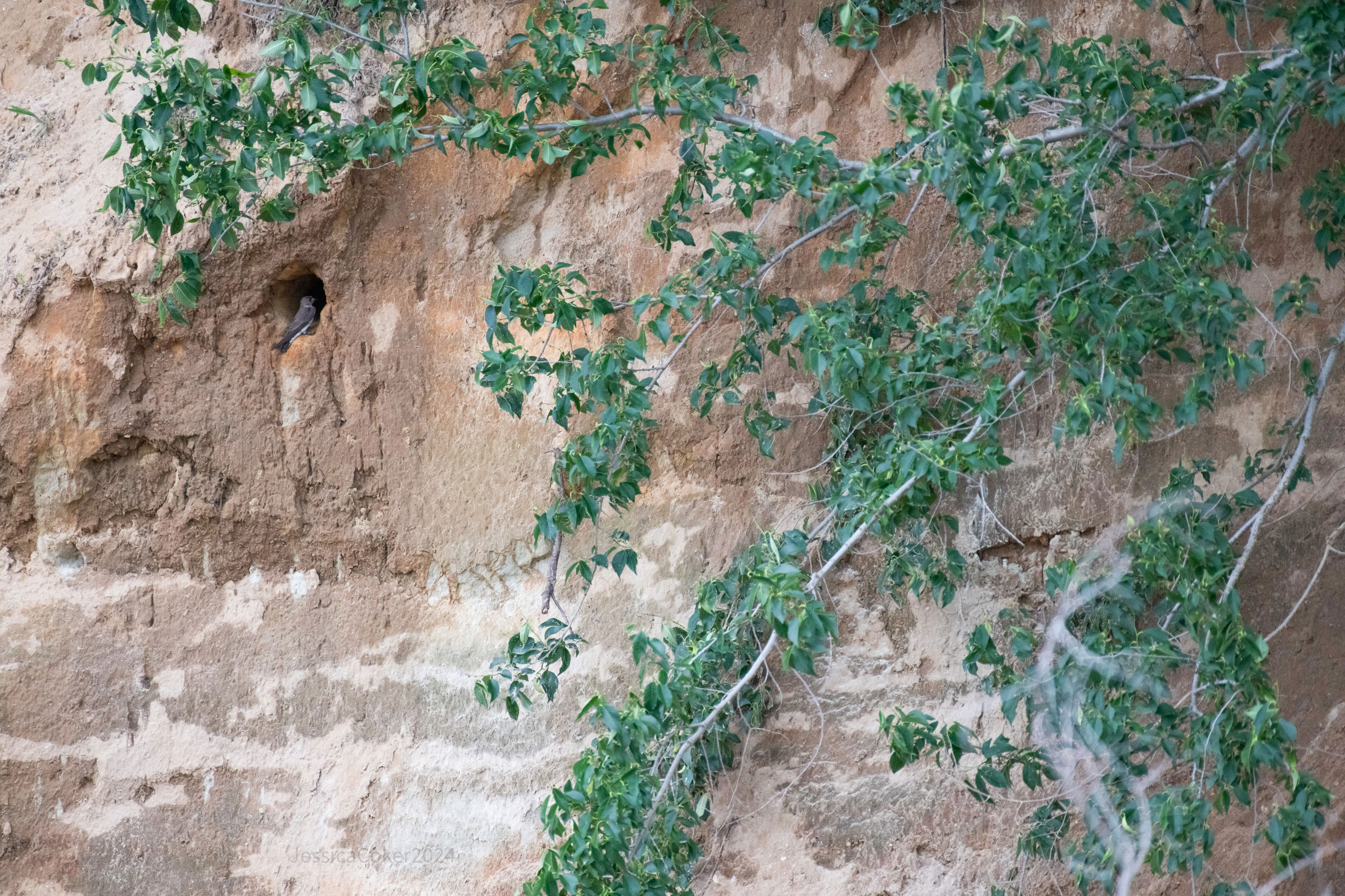 Northern Rough-winged Swallow - Adult at nest hole, photo by Jessica Coker