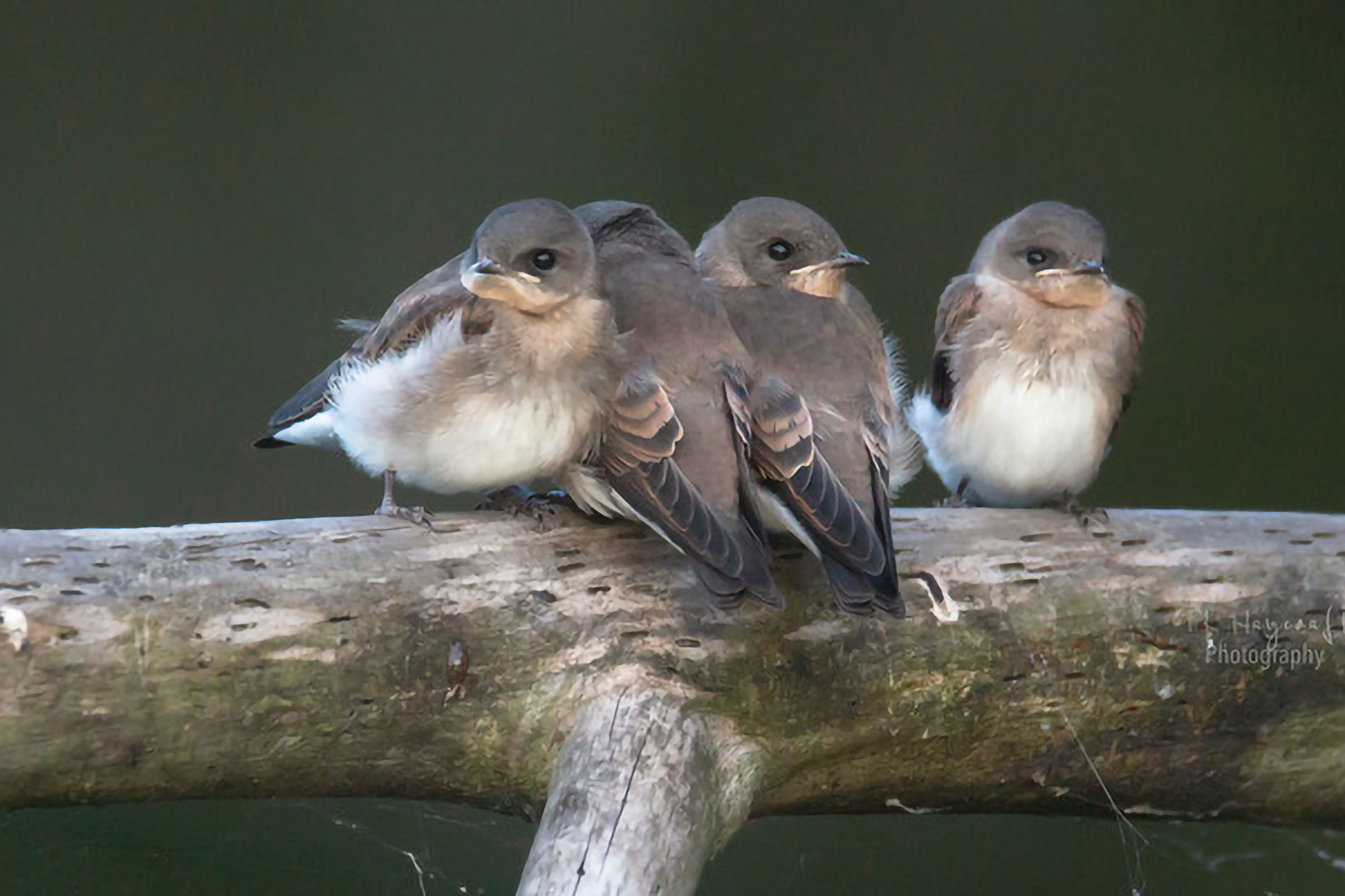 Northern Rough-winged Swallow - Juveniles, photo by Thomas K. Haycraft
