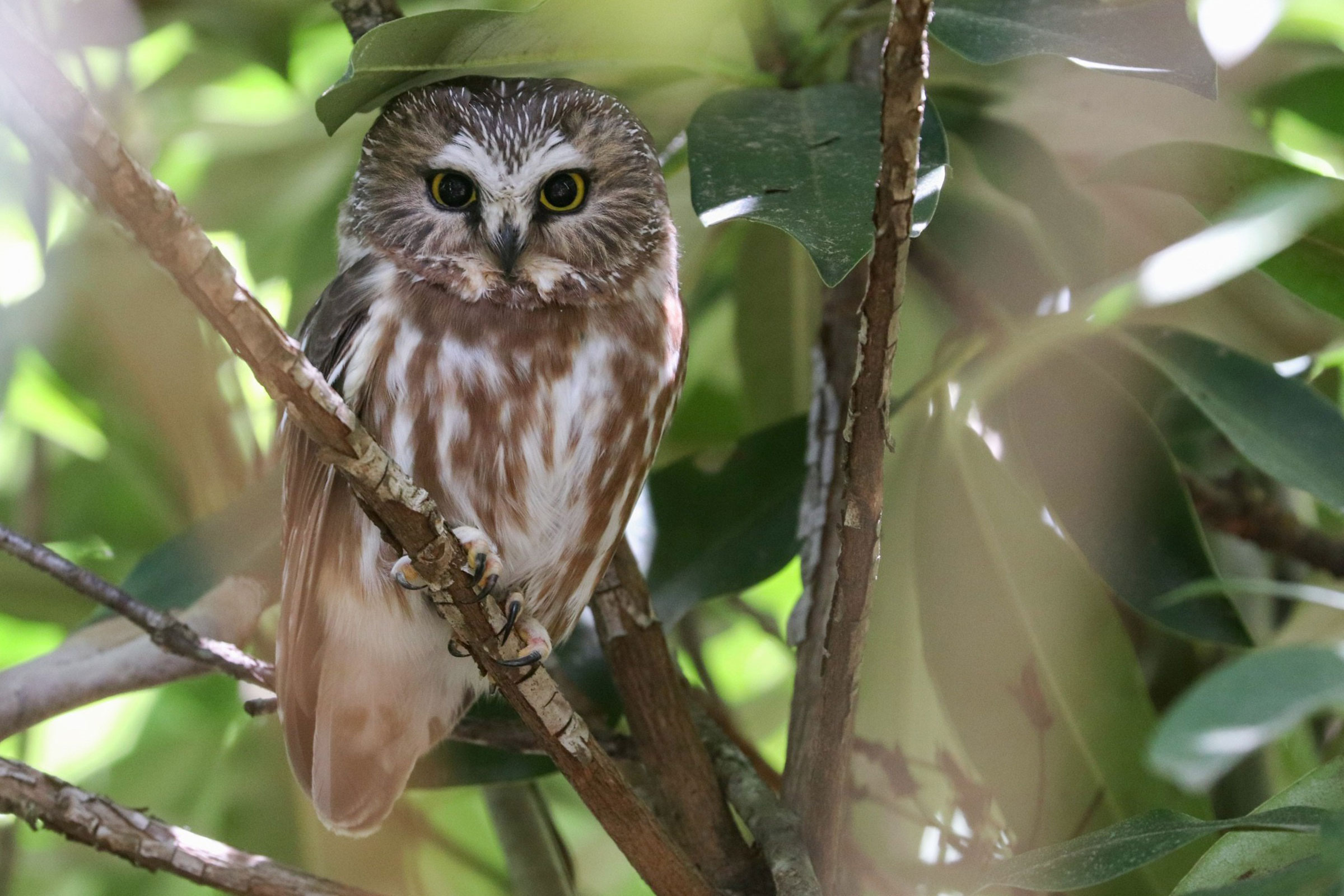 Northern Saw-whet Owl - Adult, photo by Martina Nordstrand