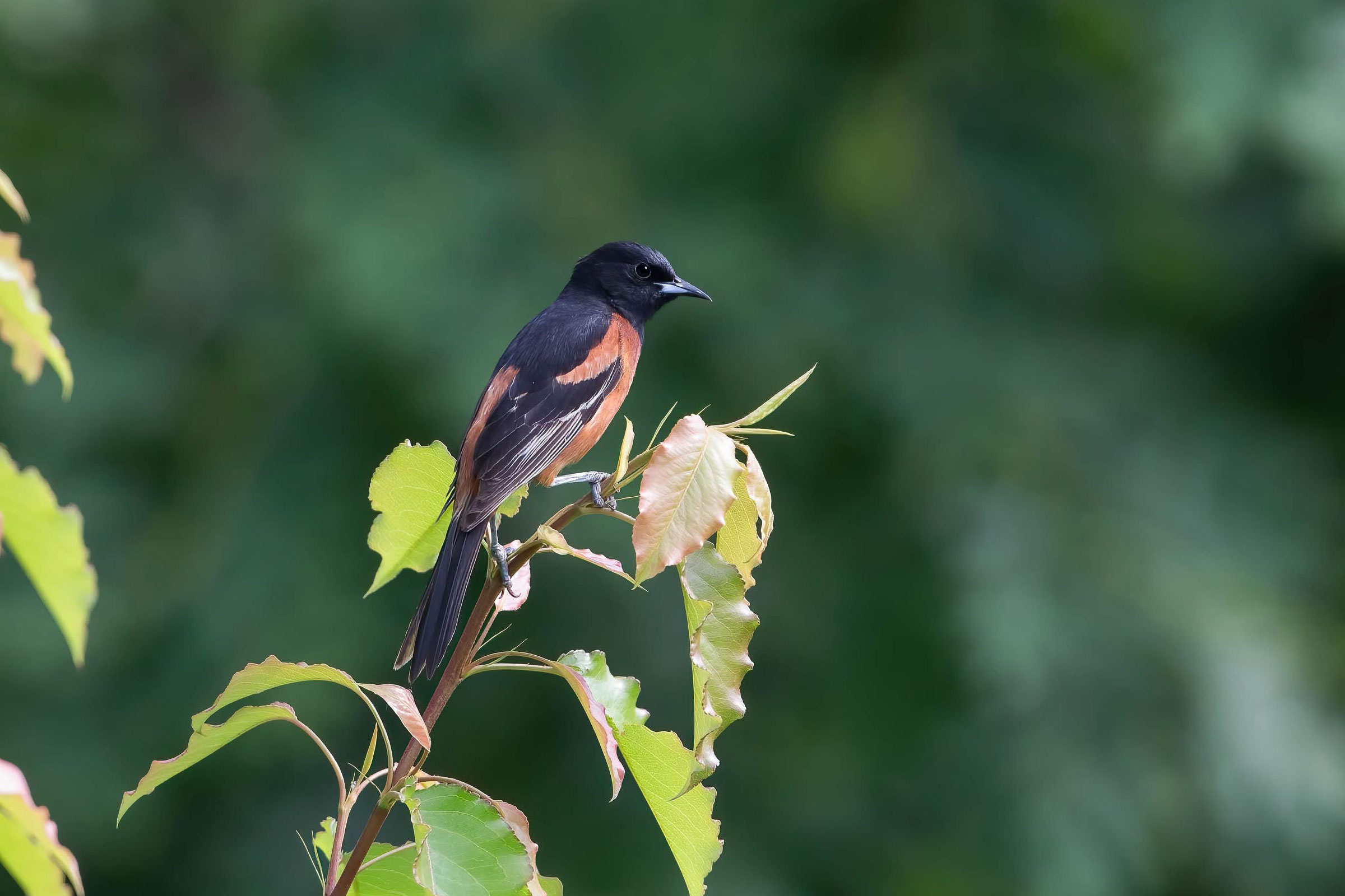 Orchard Oriole - Adult male, photo by Brian Smith
