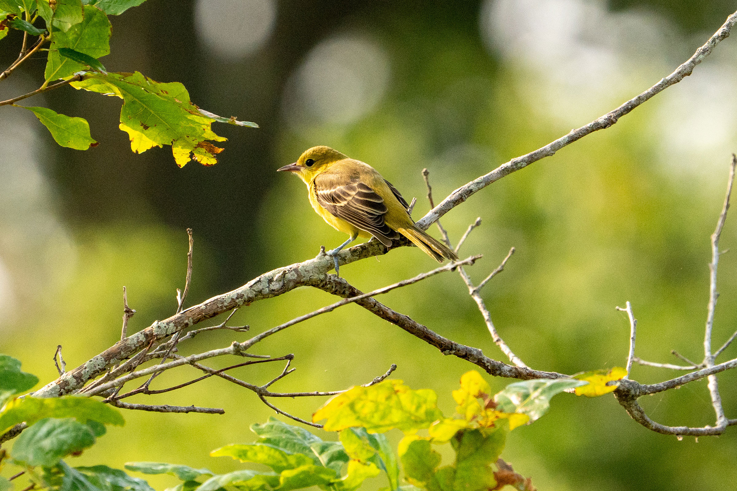 Orchard Oriole - Adult female, photo by Nick Ness