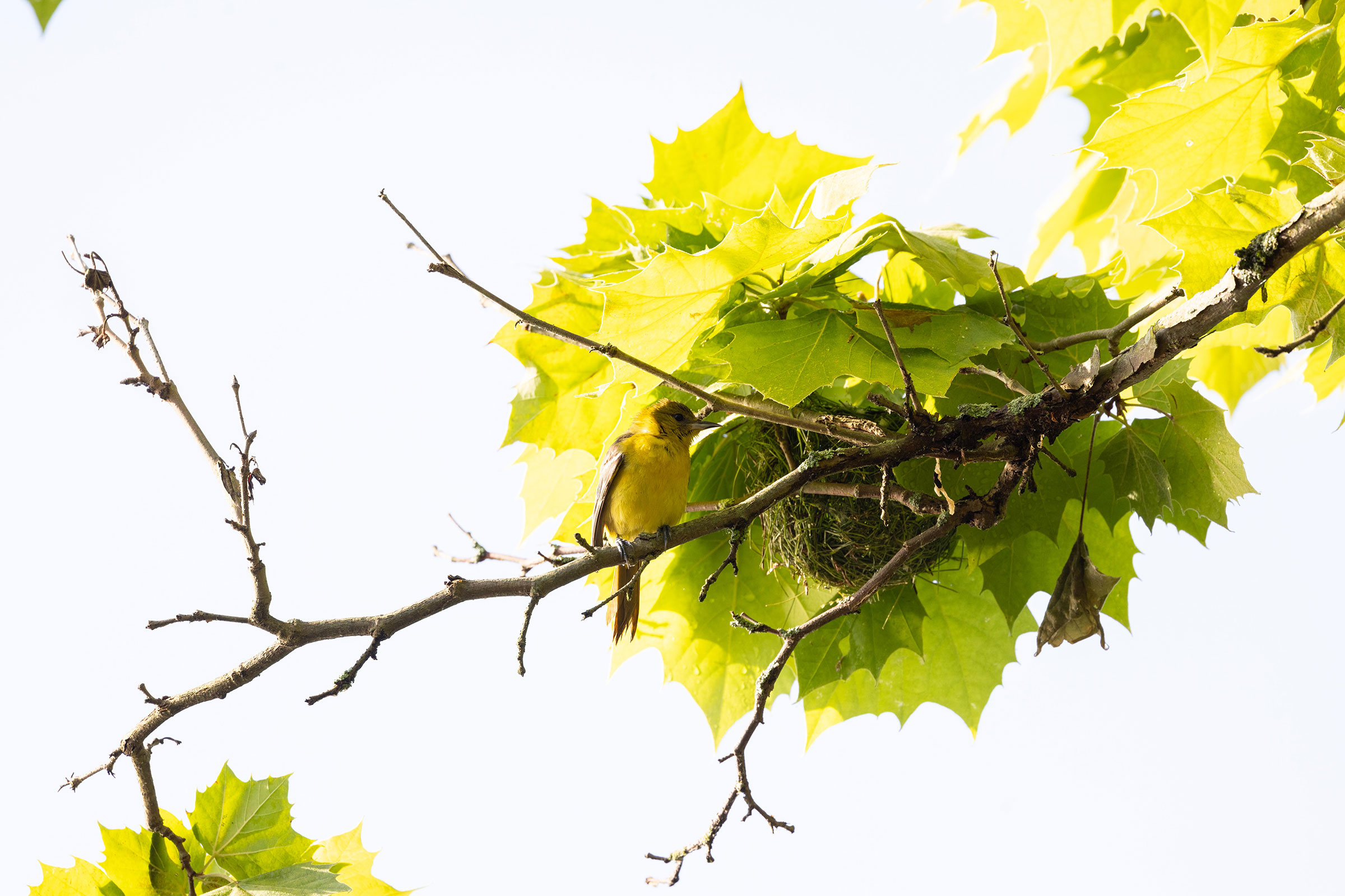 Orchard Oriole - Adult female at nest, photo by Janis Stone