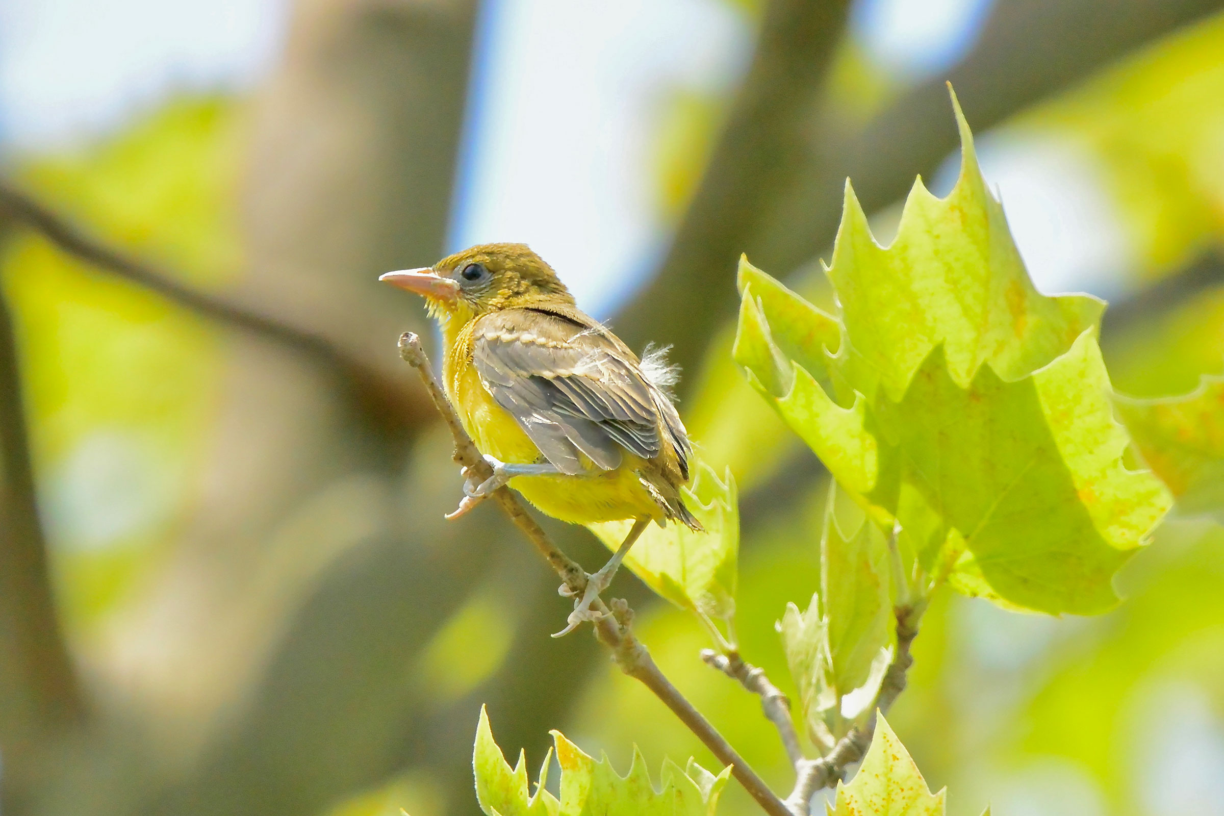 Orchard Oriole - Juvenile, photo by Seth Honig