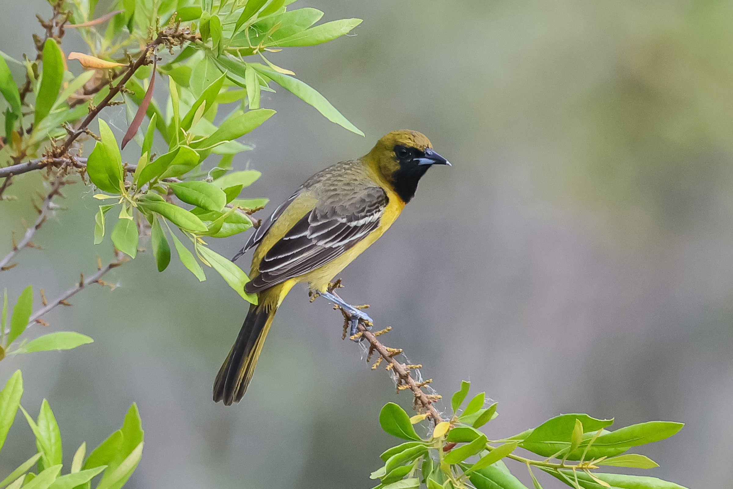 Orchard Oriole - First year male, photo by Deborah Humphries