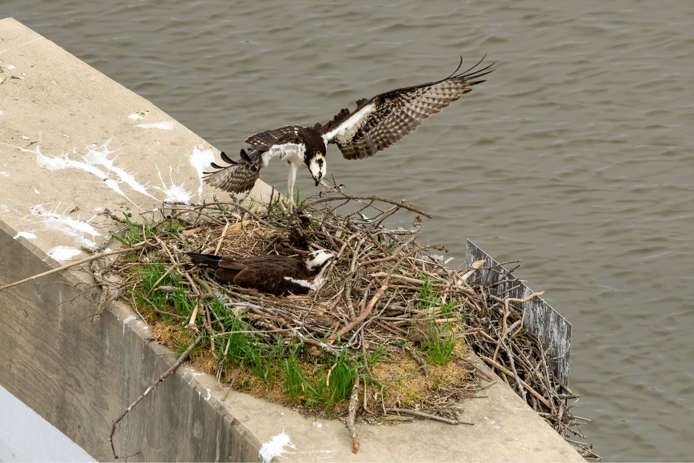 Osprey - Nest building, photo by Keith Kennedy