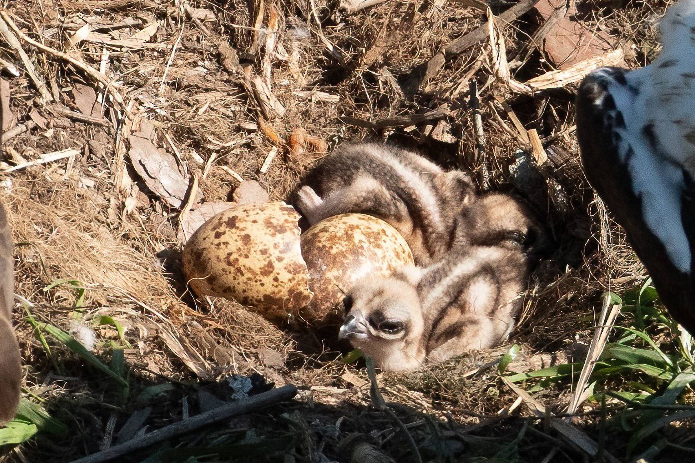 Osprey - Eggs and hatchlings , photo by Keith Kennedy