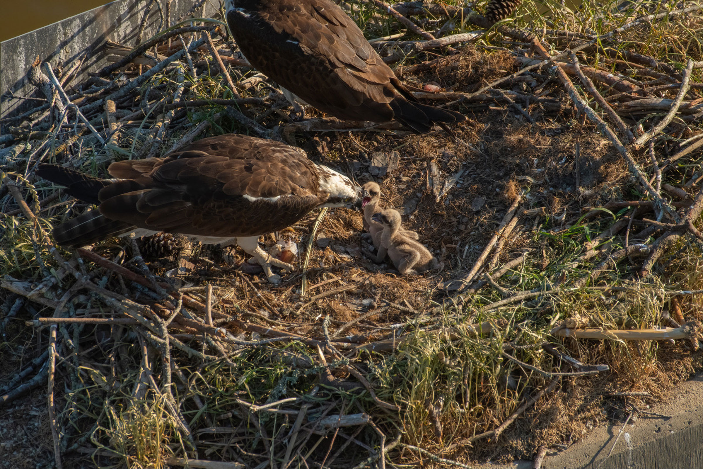 Osprey - Feeding young chicks on nest, photo by Keith Kennedy