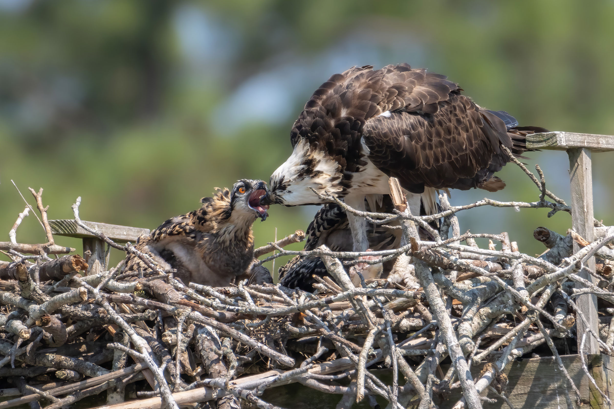 Osprey - Feeding juvenile on nest, photo by David Yeager
