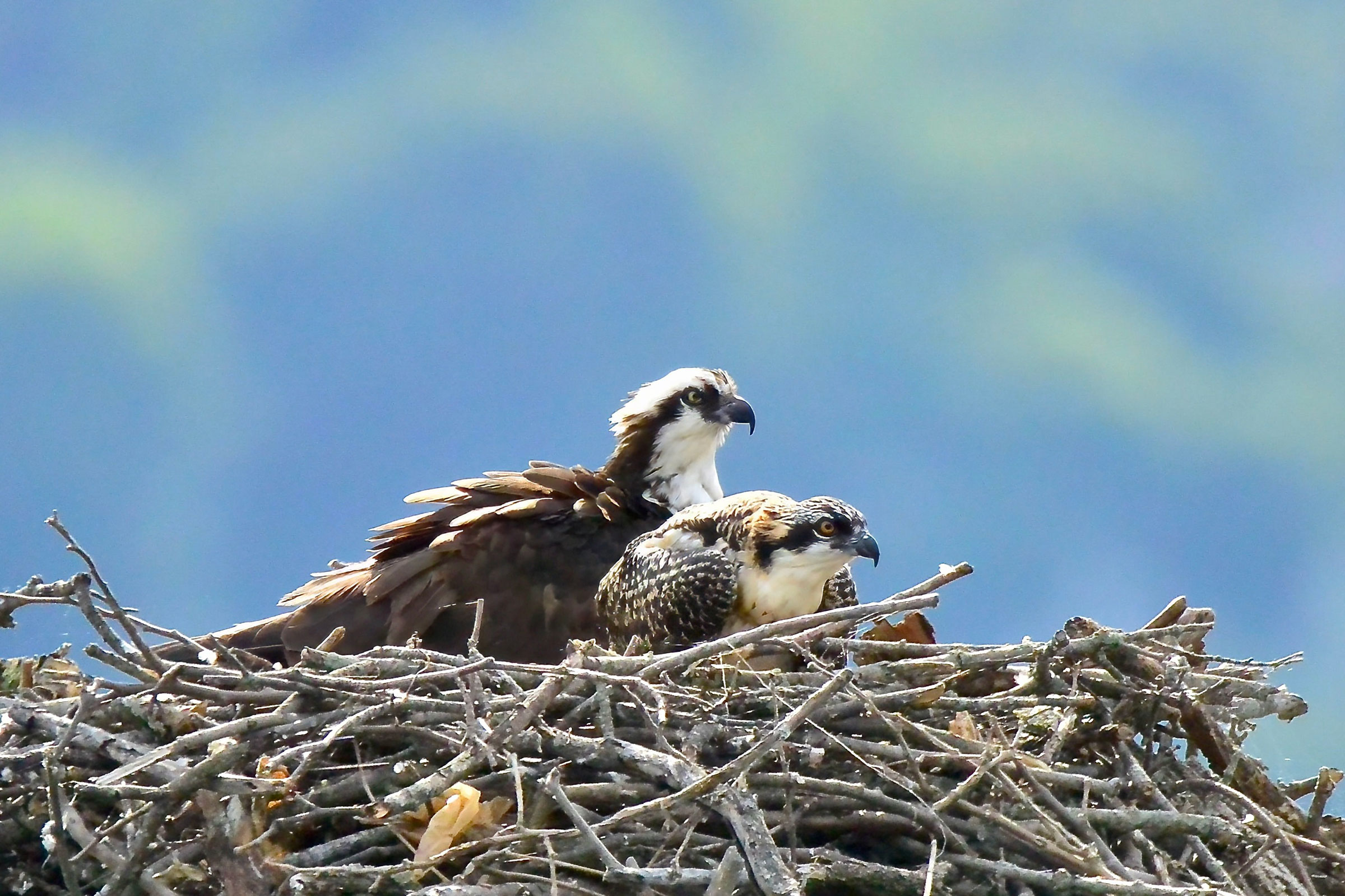 Osprey - Adult with juvenile on nest, photo by Seth Honig
