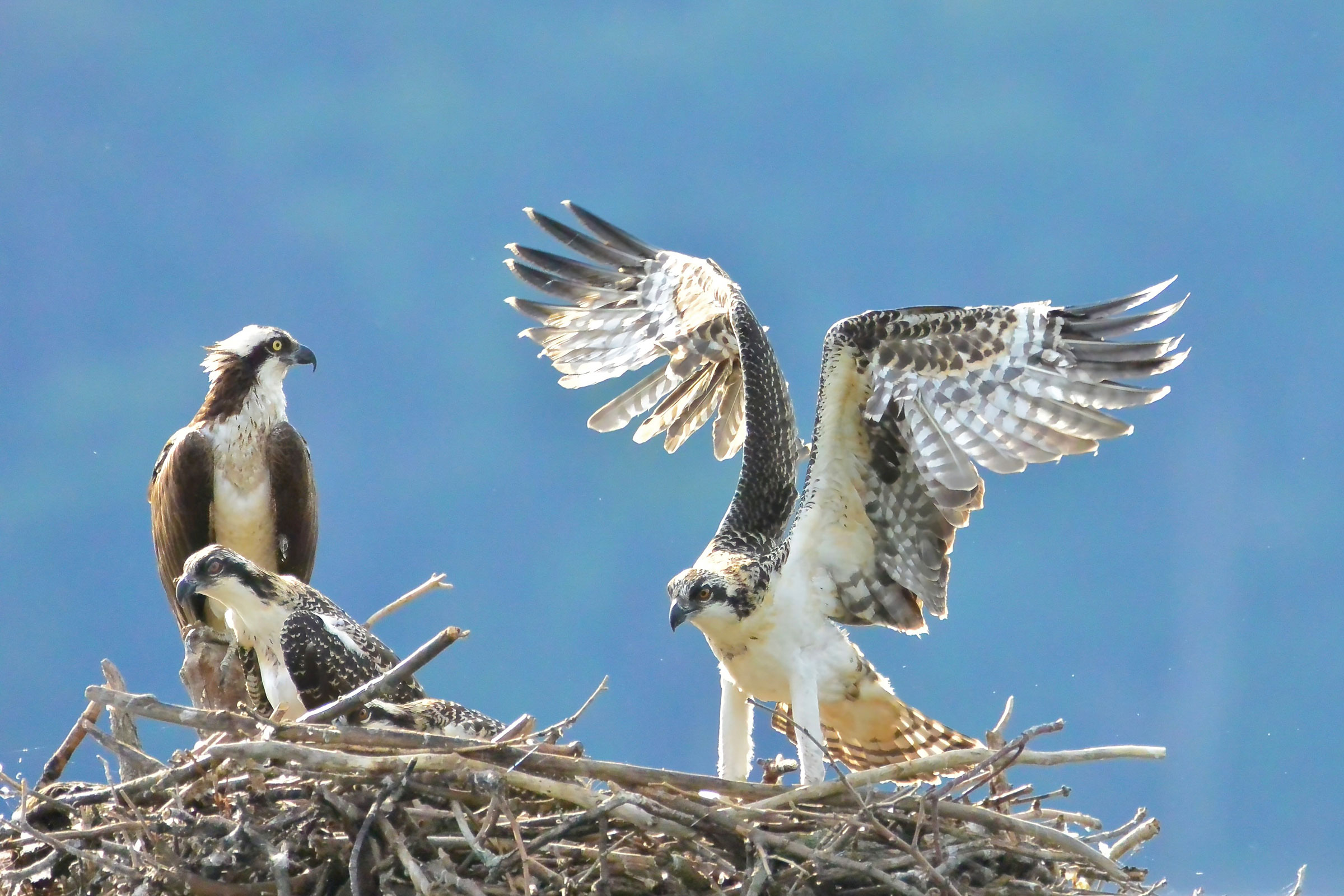 Osprey - Juvenile stretching its wings, photo by Seth Honig