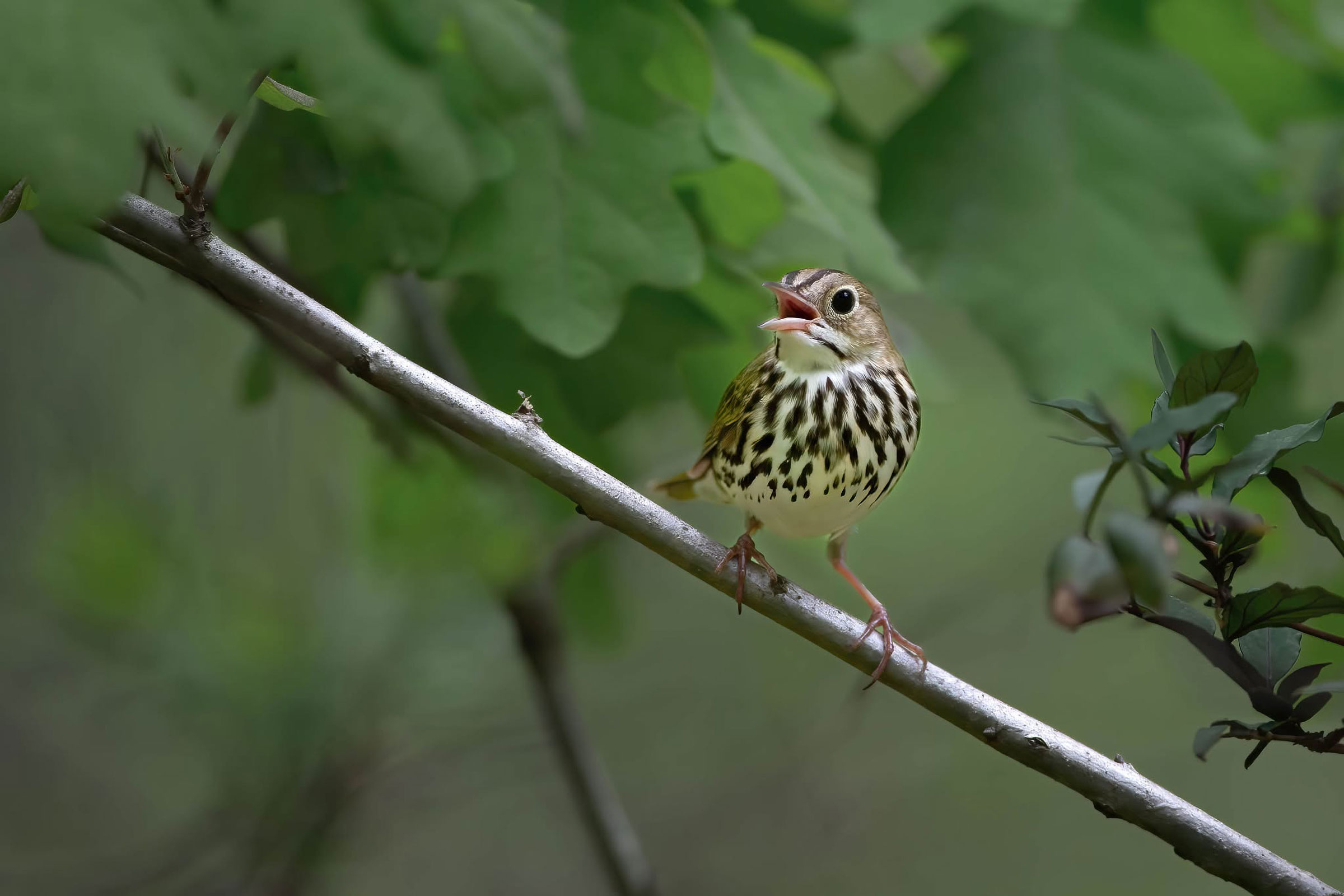 Ovenbird - Adult calling, photo by Brian Smith