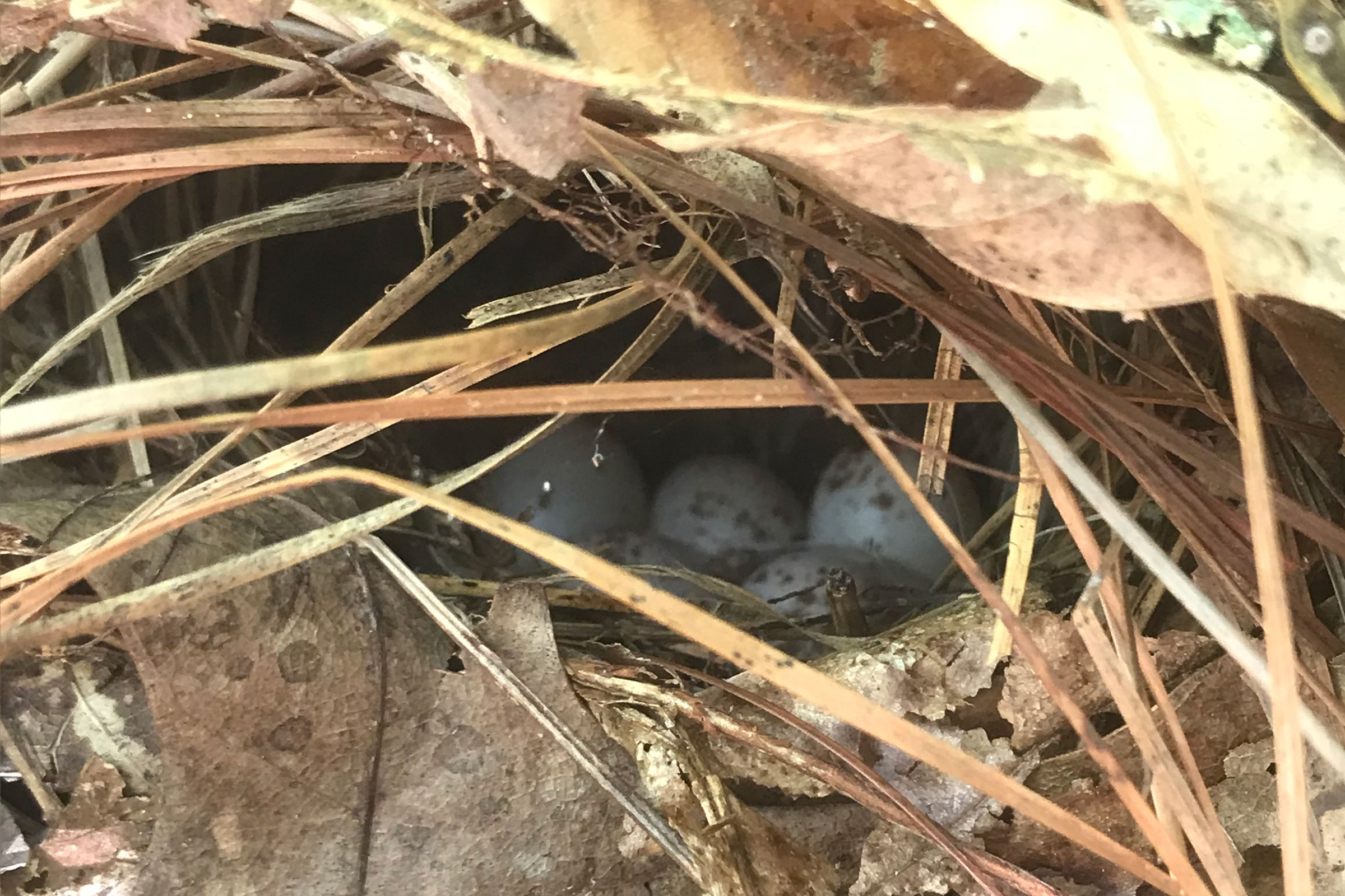 Ovenbird - Nest with eggs, photo by Maeve Coker