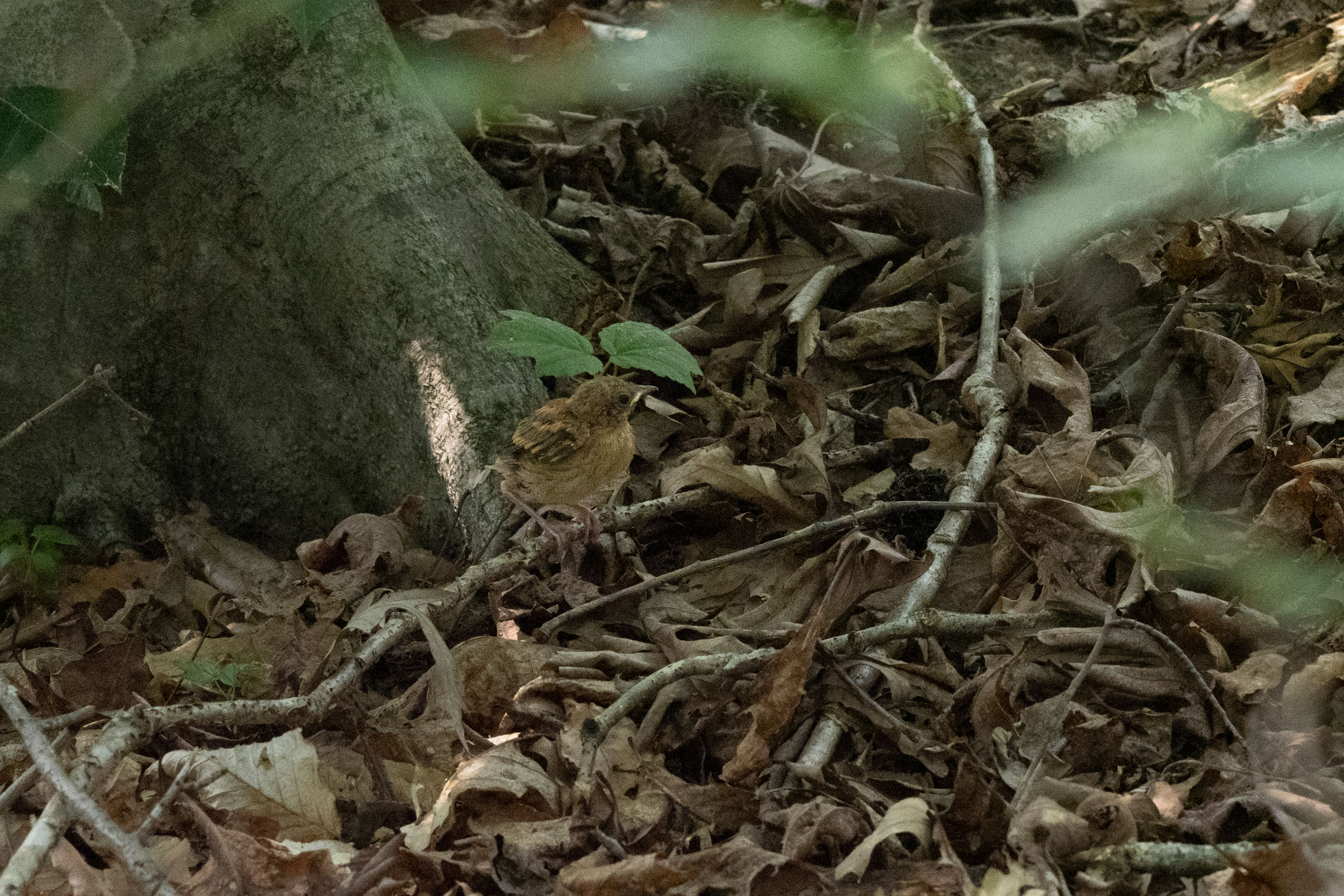Ovenbird - Fledgling, photo by Diane Lepkowski