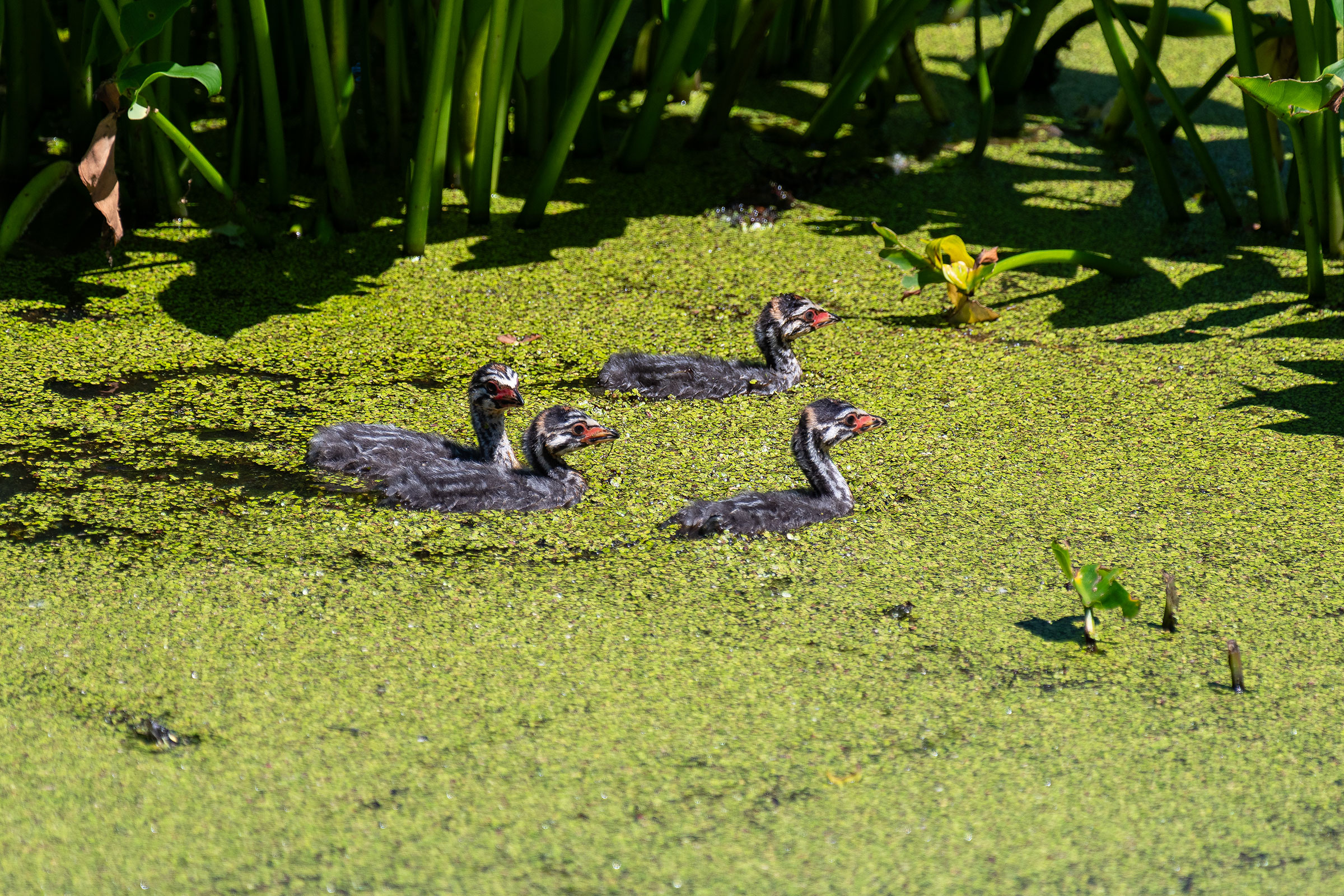 Pied-billed Grebe - Juvenile, photo by Larry D. Tipton