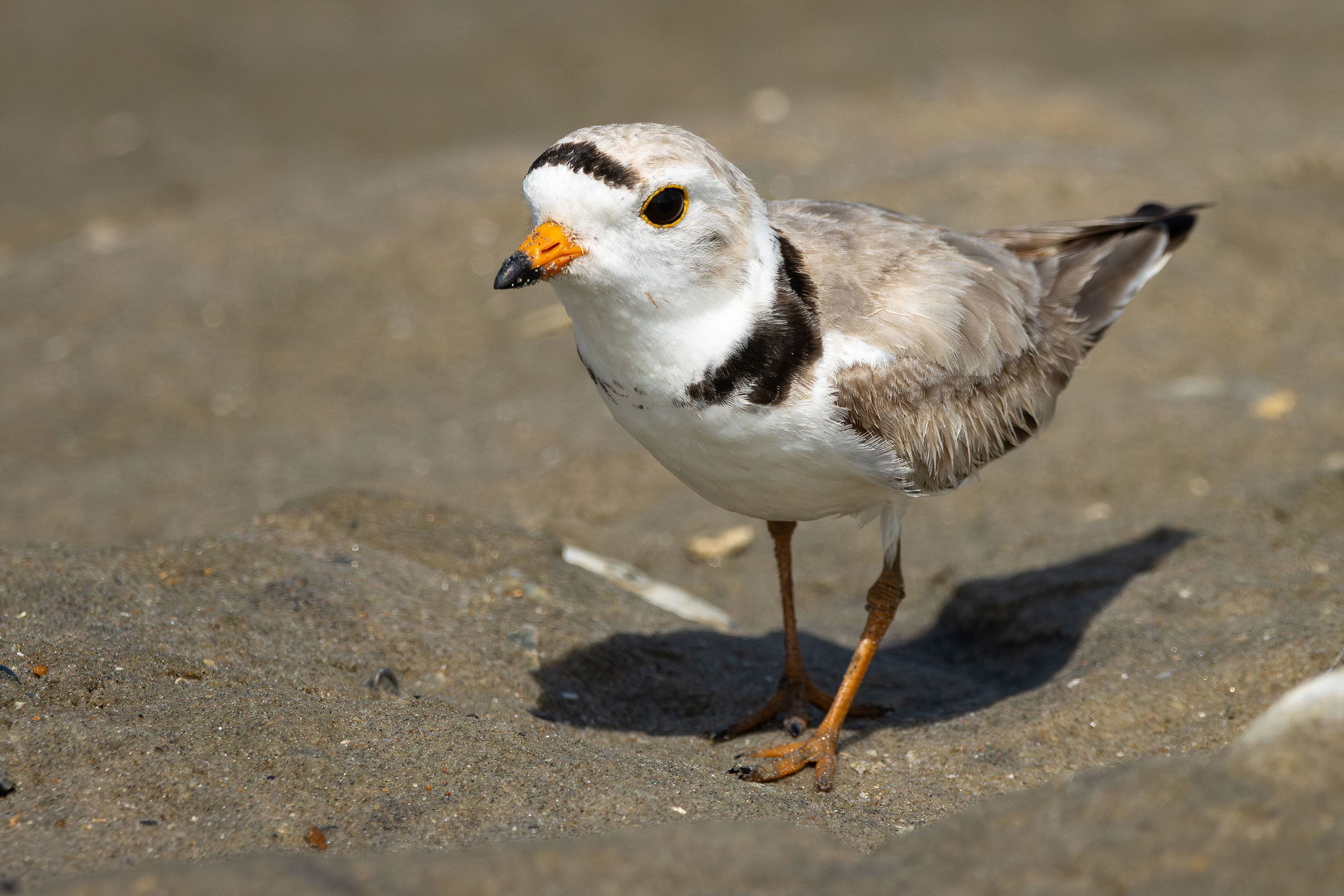 Piping Plover - Adult male, photo by Atlee Hargis