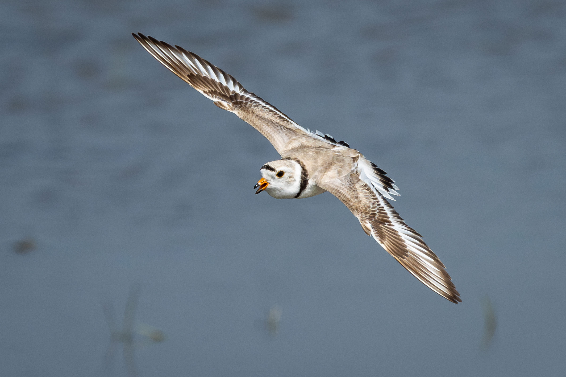 Piping Plover - Adult male flying, photo by Atlee Hargis
