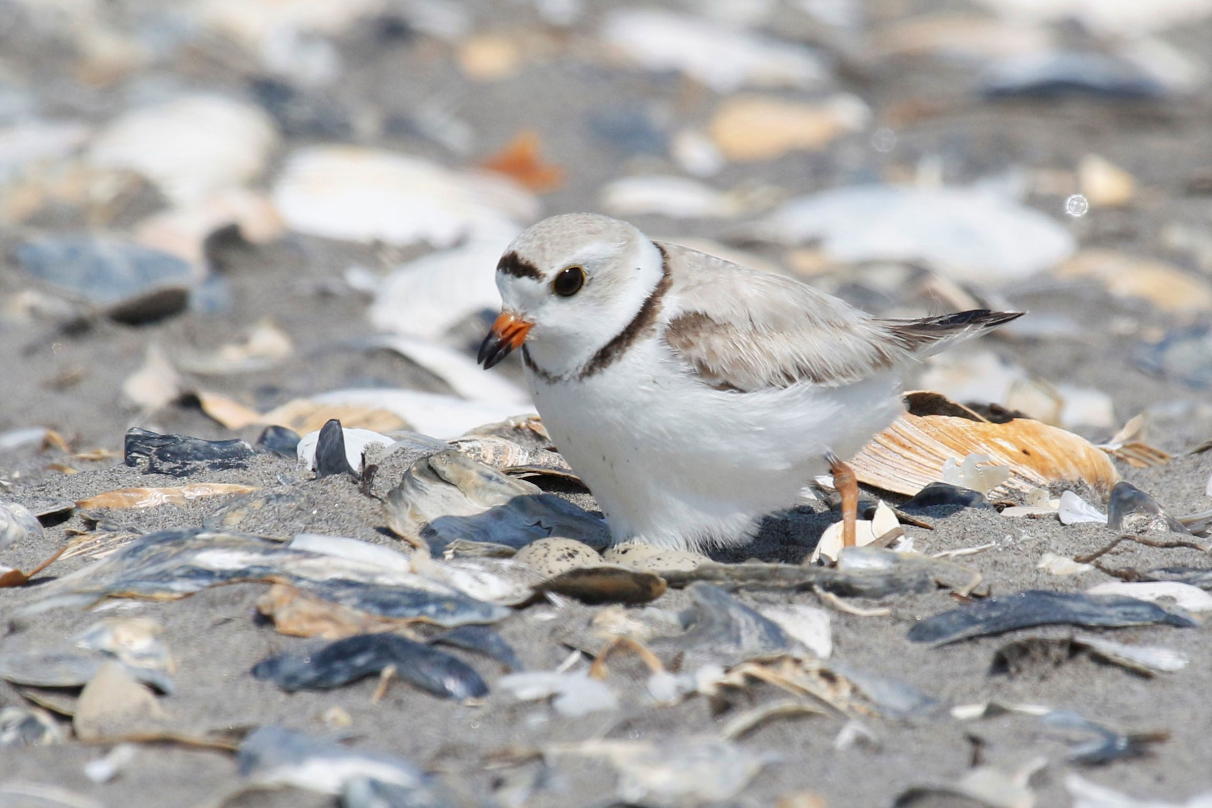 Piping Plover - At nest with eggs, photo by Mario Balitbit