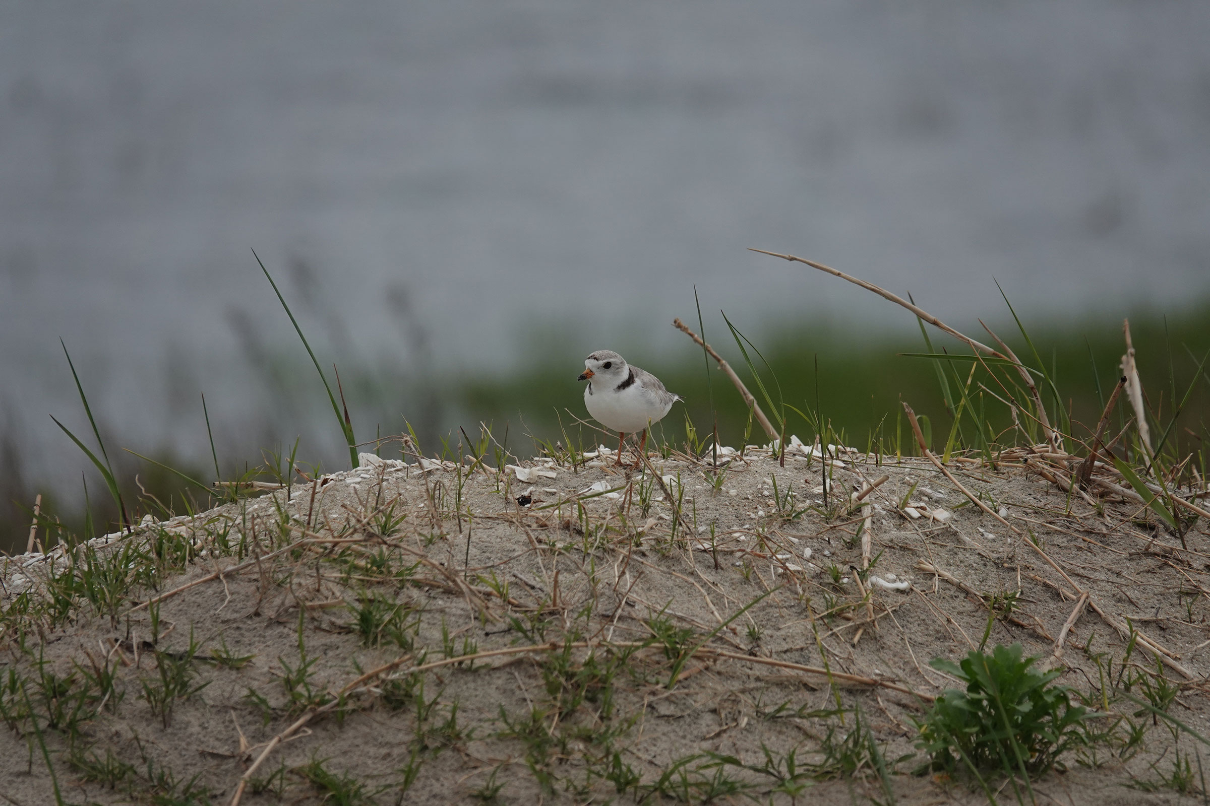 Piping Plover - Adult female on beach, photo by Alan Mitchnick