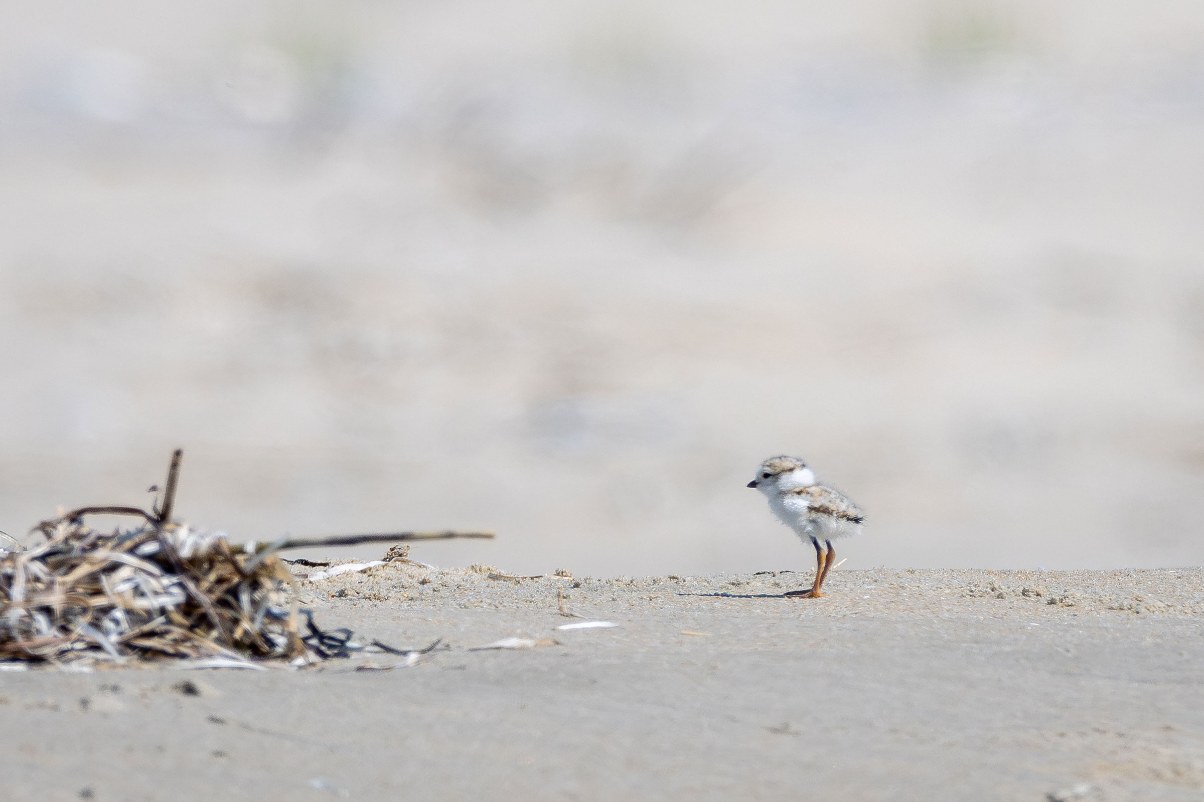 Piping Plover - Chick, photo by Atlee Hargis