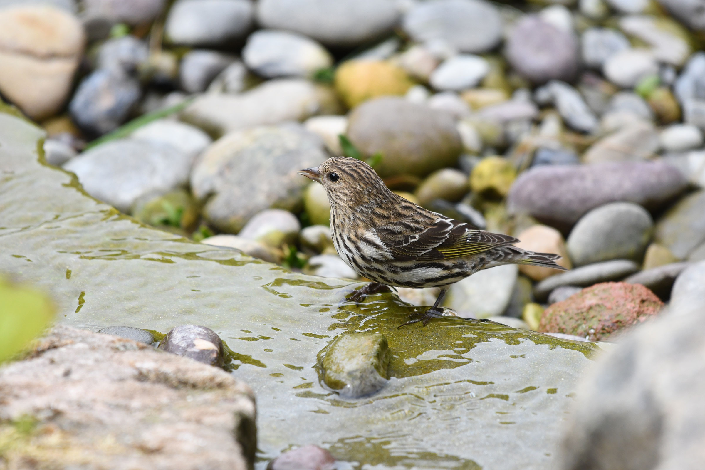 Pine Siskin - Adult, photo by Diane Nastase
