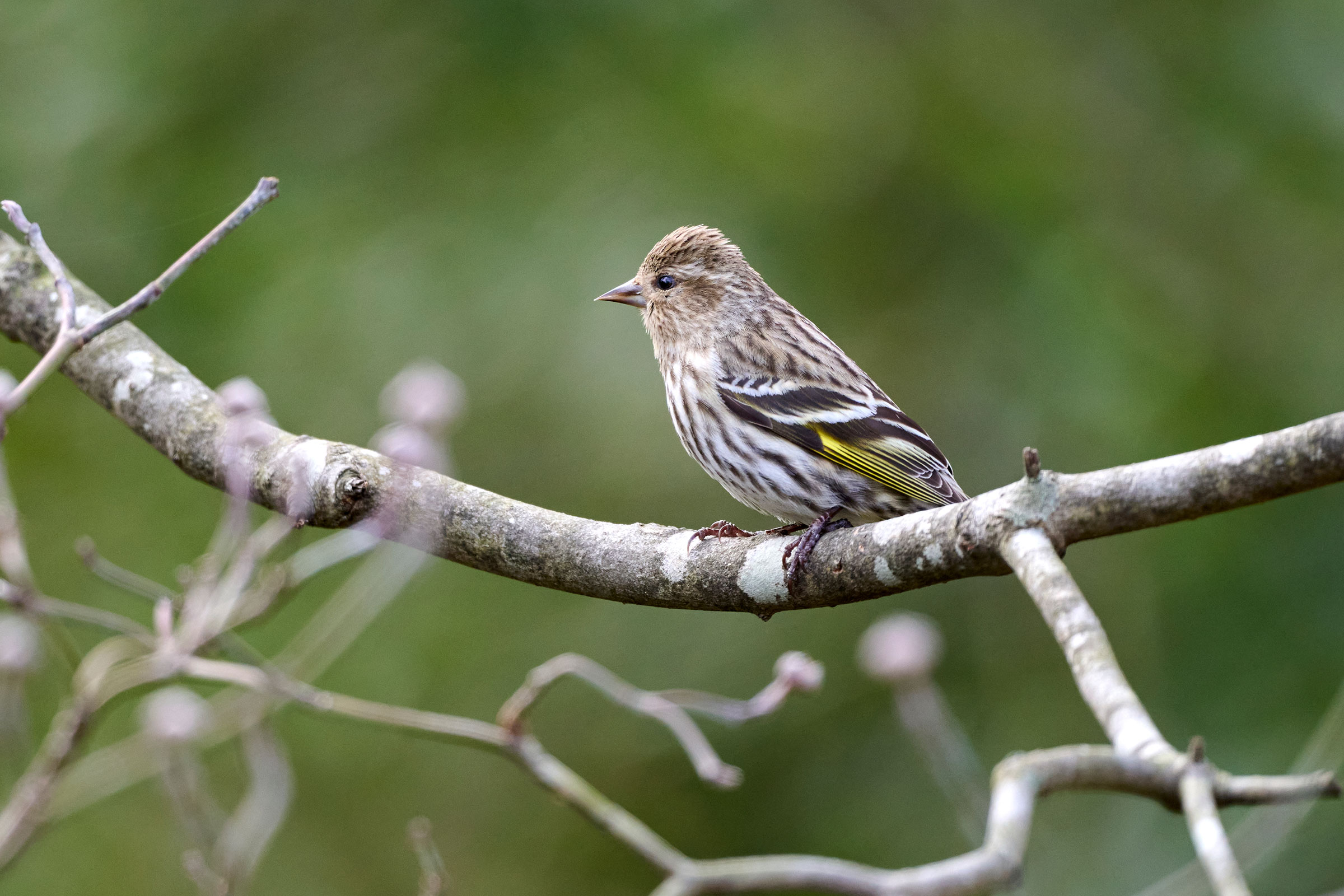 Pine Siskin - Adult, photo by Corby Amos