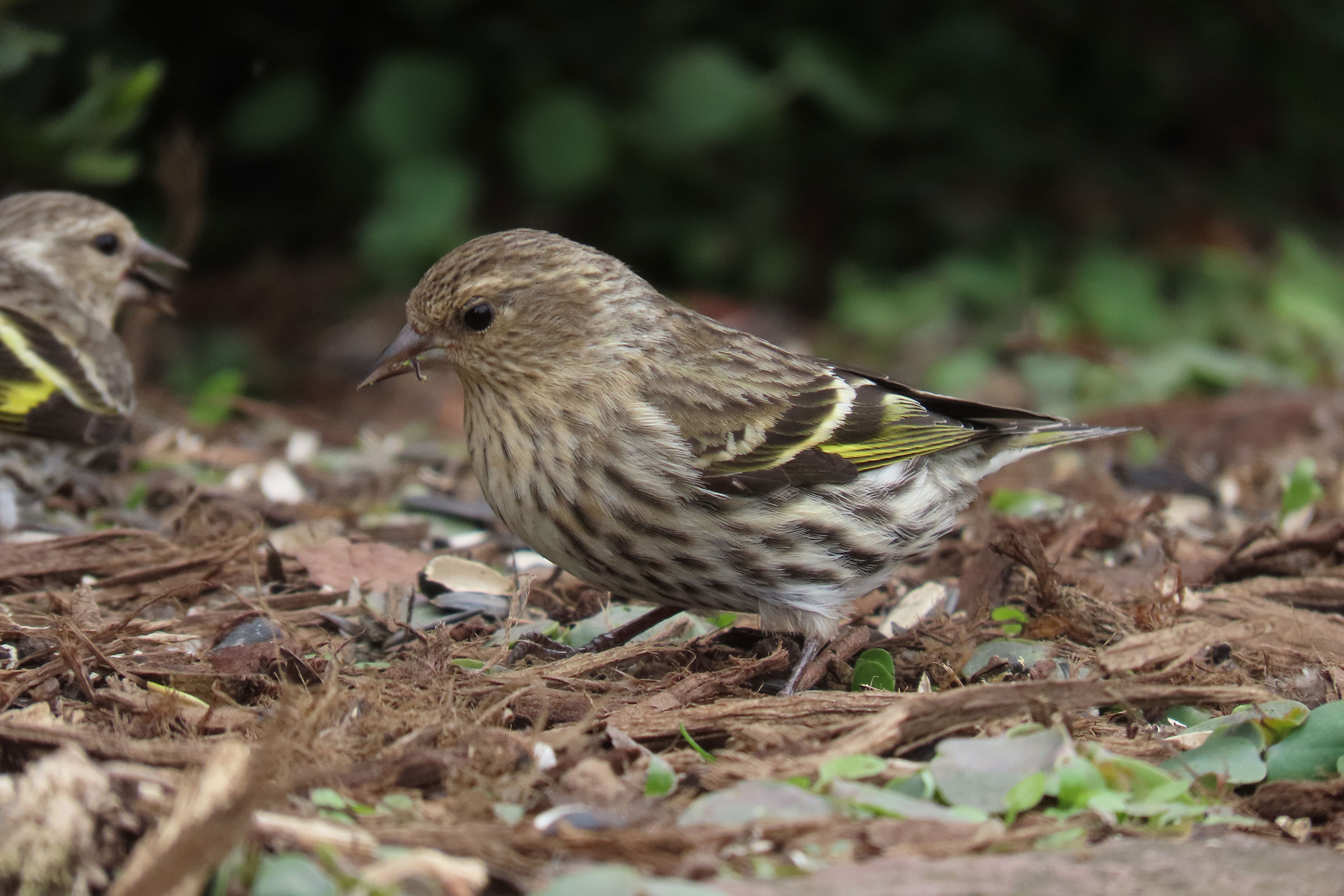 Pine Siskin - Adult, photo by Phil Lehman