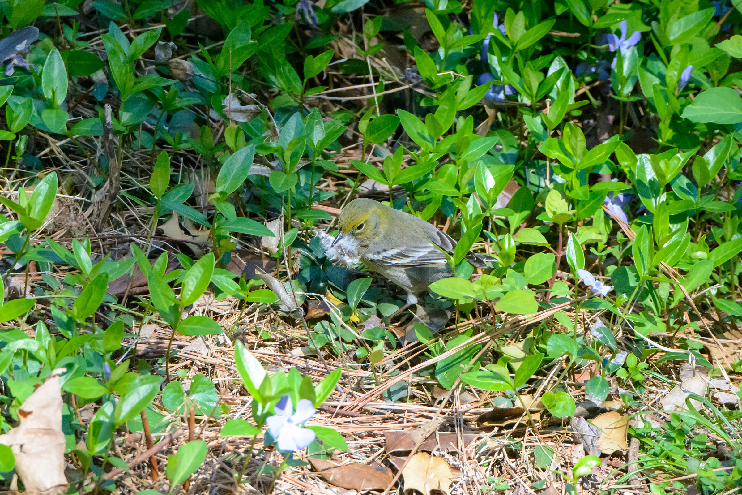 Pine Warbler - Female with nesting material, photo by Naseem Reza