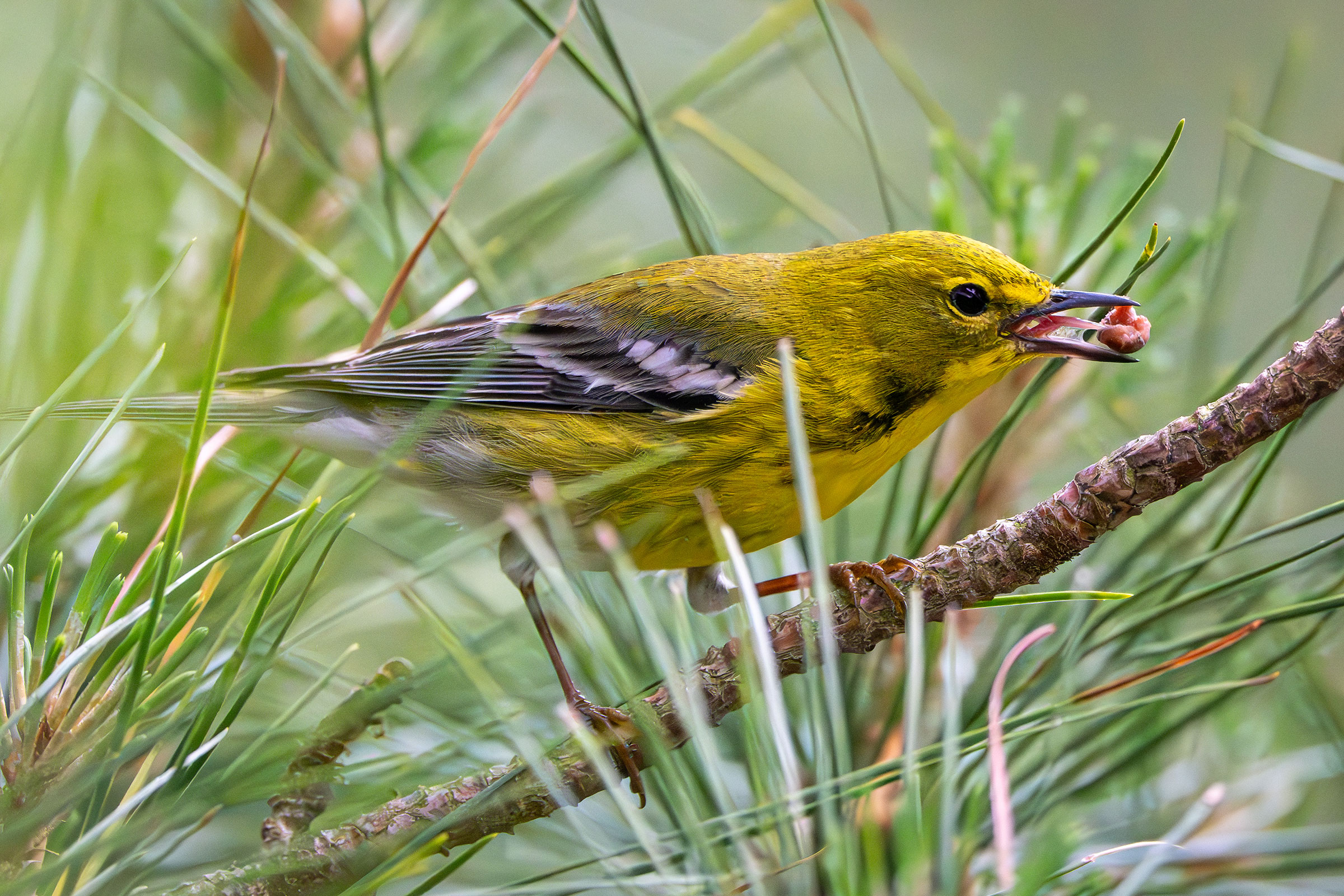 Pine Warbler - Male with food, photo by Matthew Herron