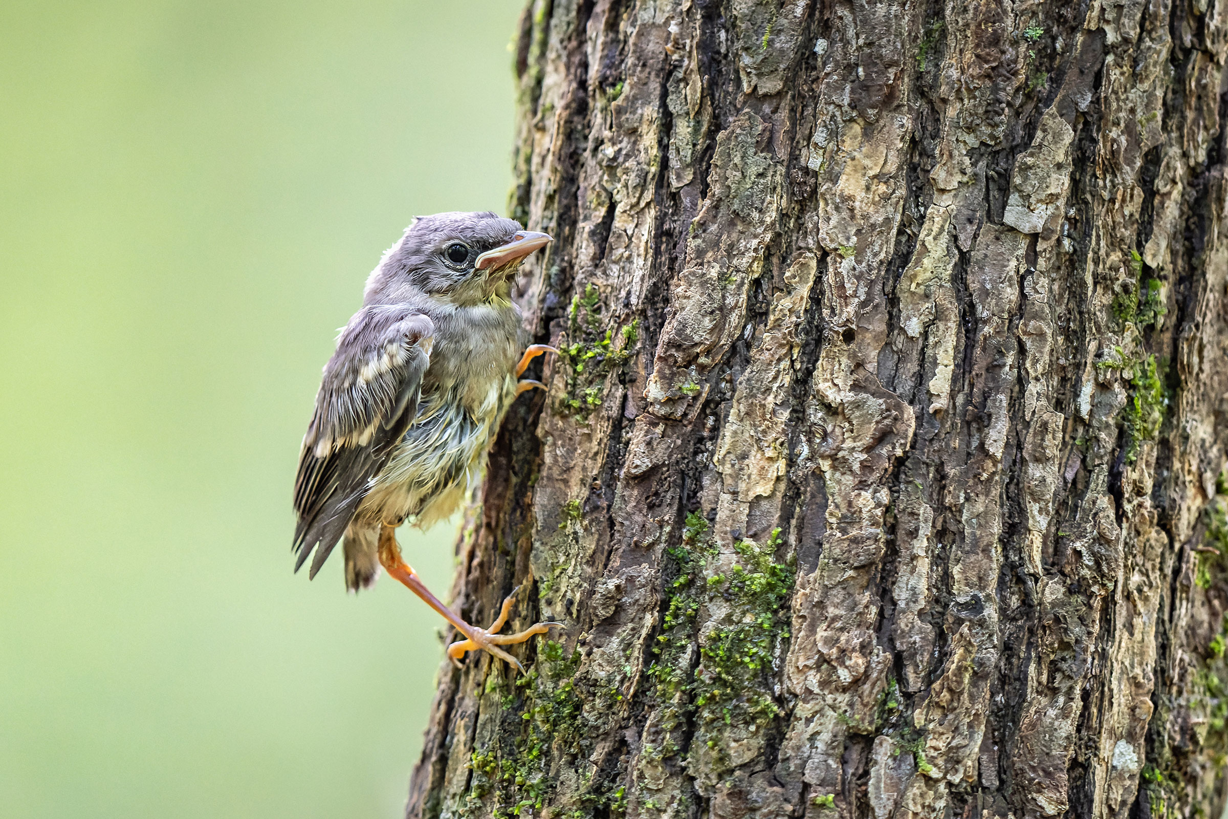 Pine Warbler - Fledgling, photo by Frédérick Lelièvre