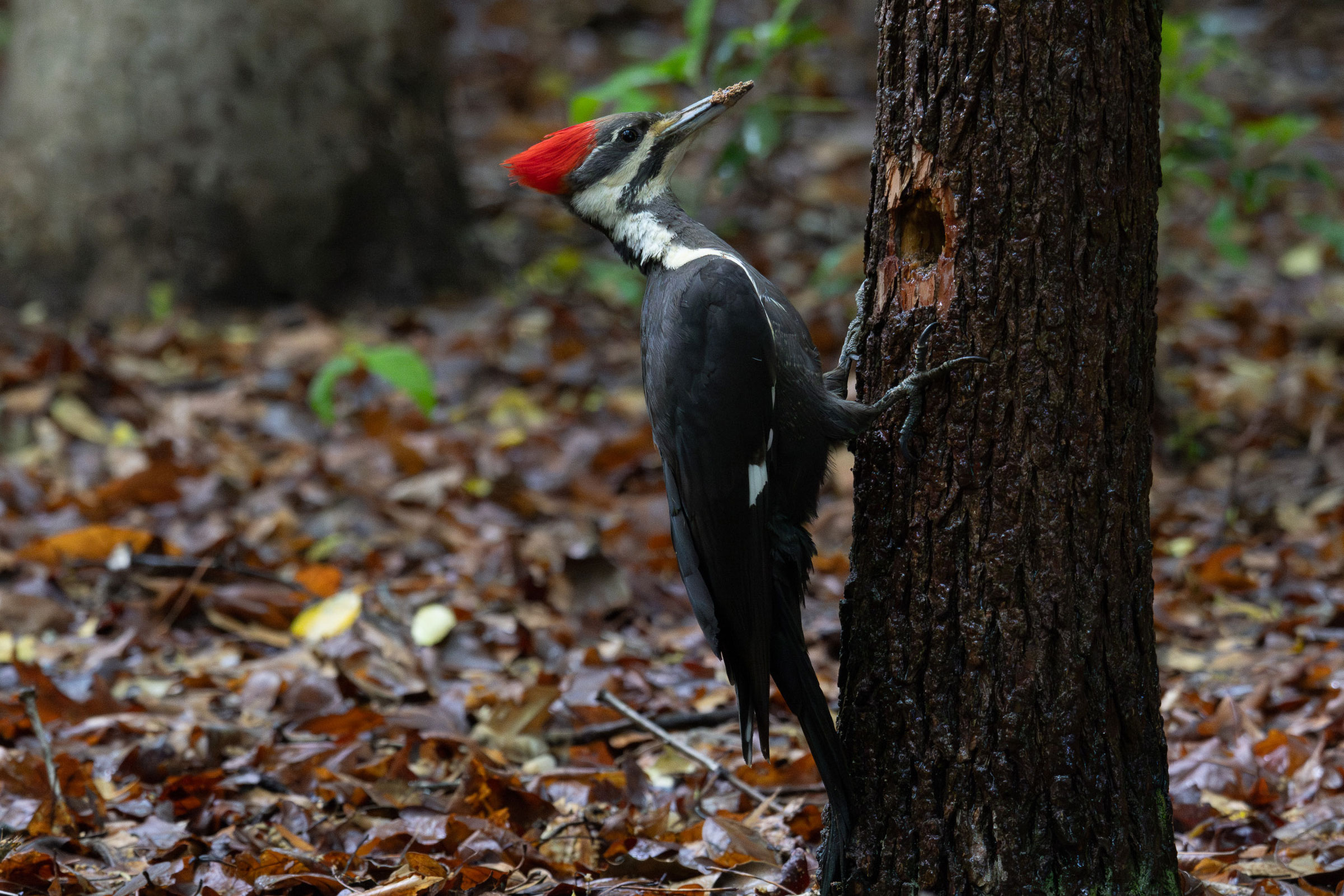 Pileated Woodpecker - Adult female, photo by Sean Fox Fahey