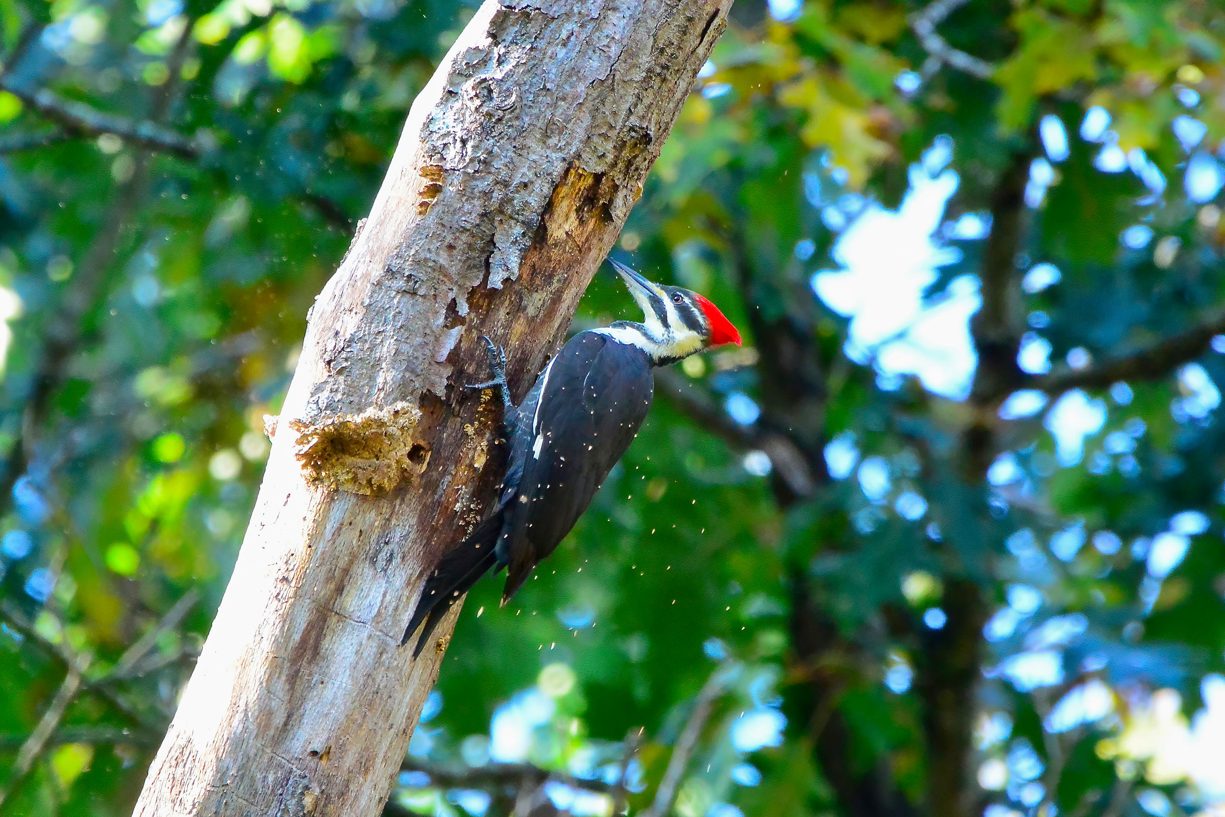 Pileated Woodpecker - Female excavating, photo by Seth Honig