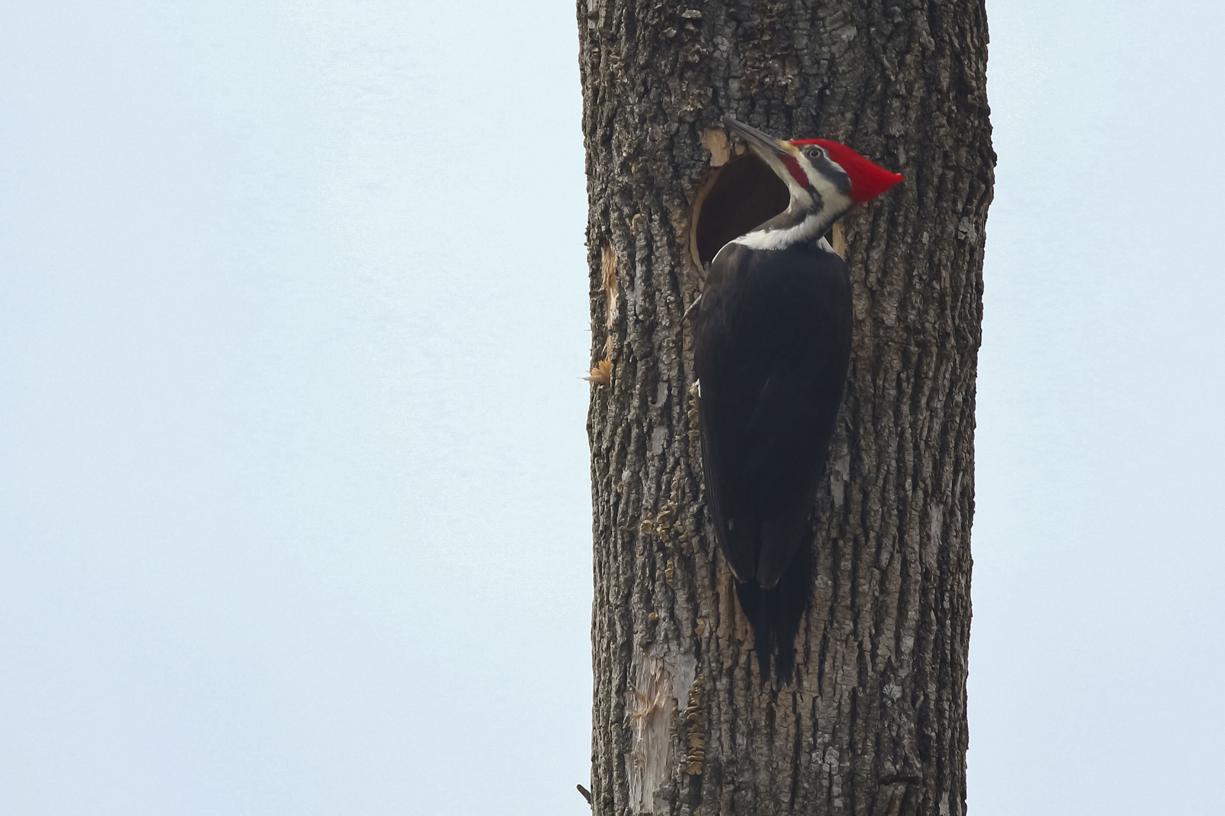 Pileated Woodpecker - Male at nest hole, photo by Baxter Beamer
