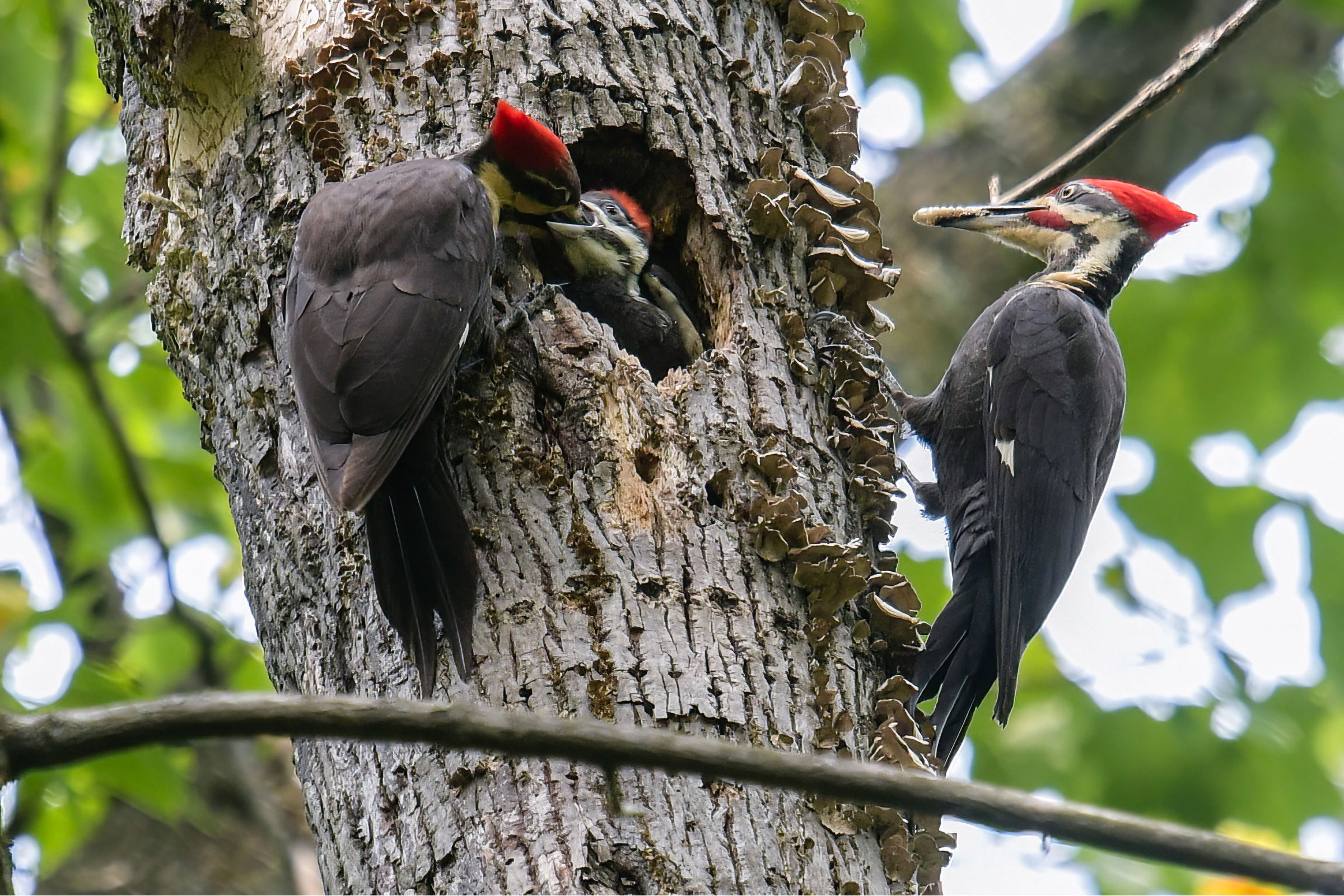 Pileated Woodpecker - Pair feeding young at nest hole, photo by Margaret Poethig
