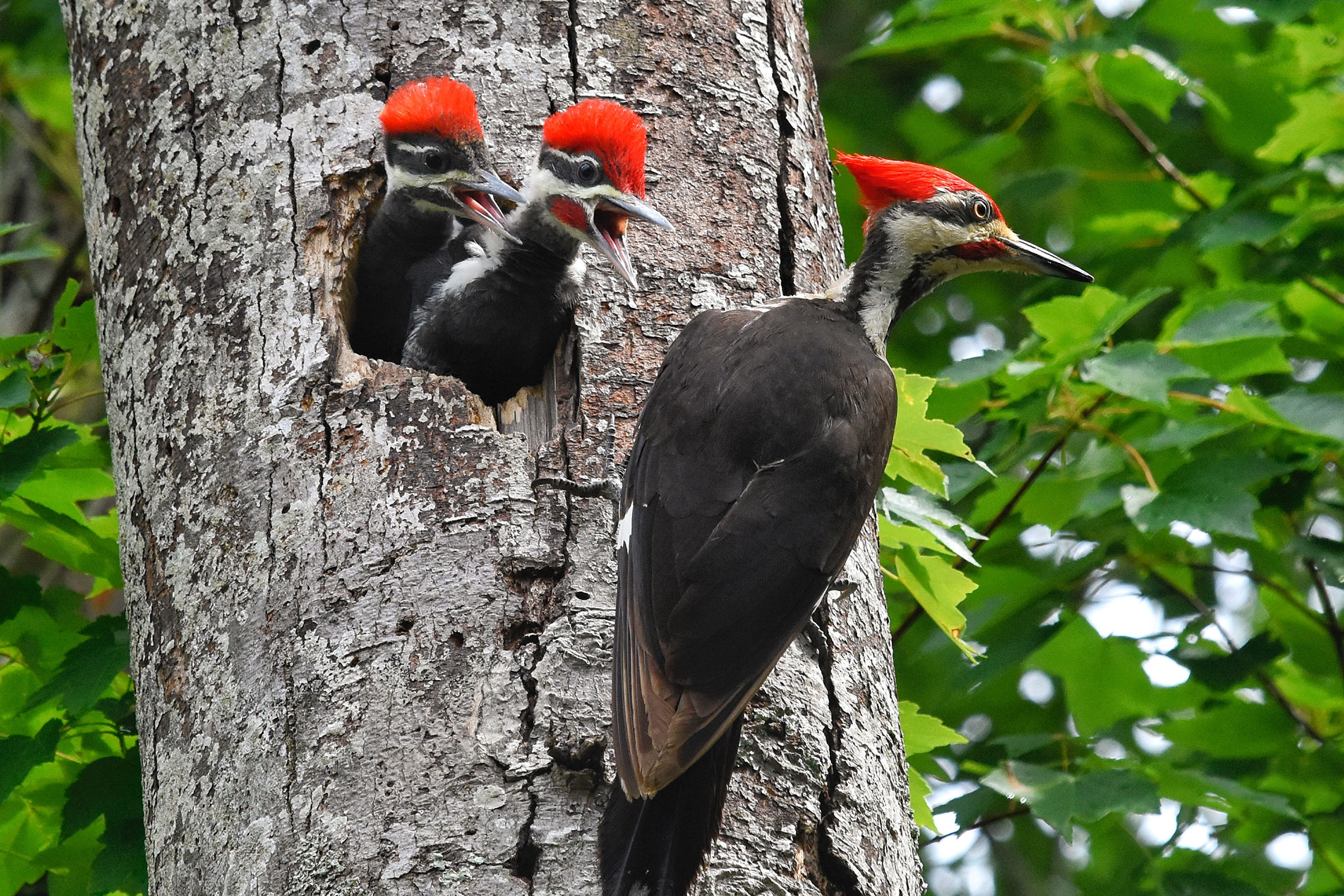 Pileated Woodpecker - Begging young in nest hole, photo by Betty Sue Cohen