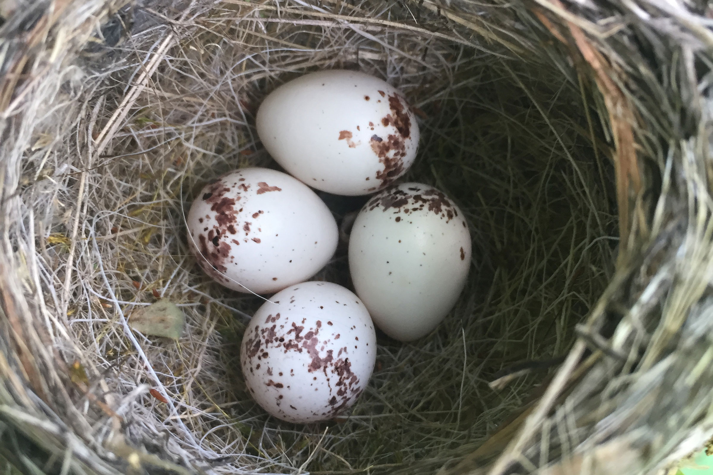 Prairie Warbler - Nest with eggs, photo by Hanna Girgente