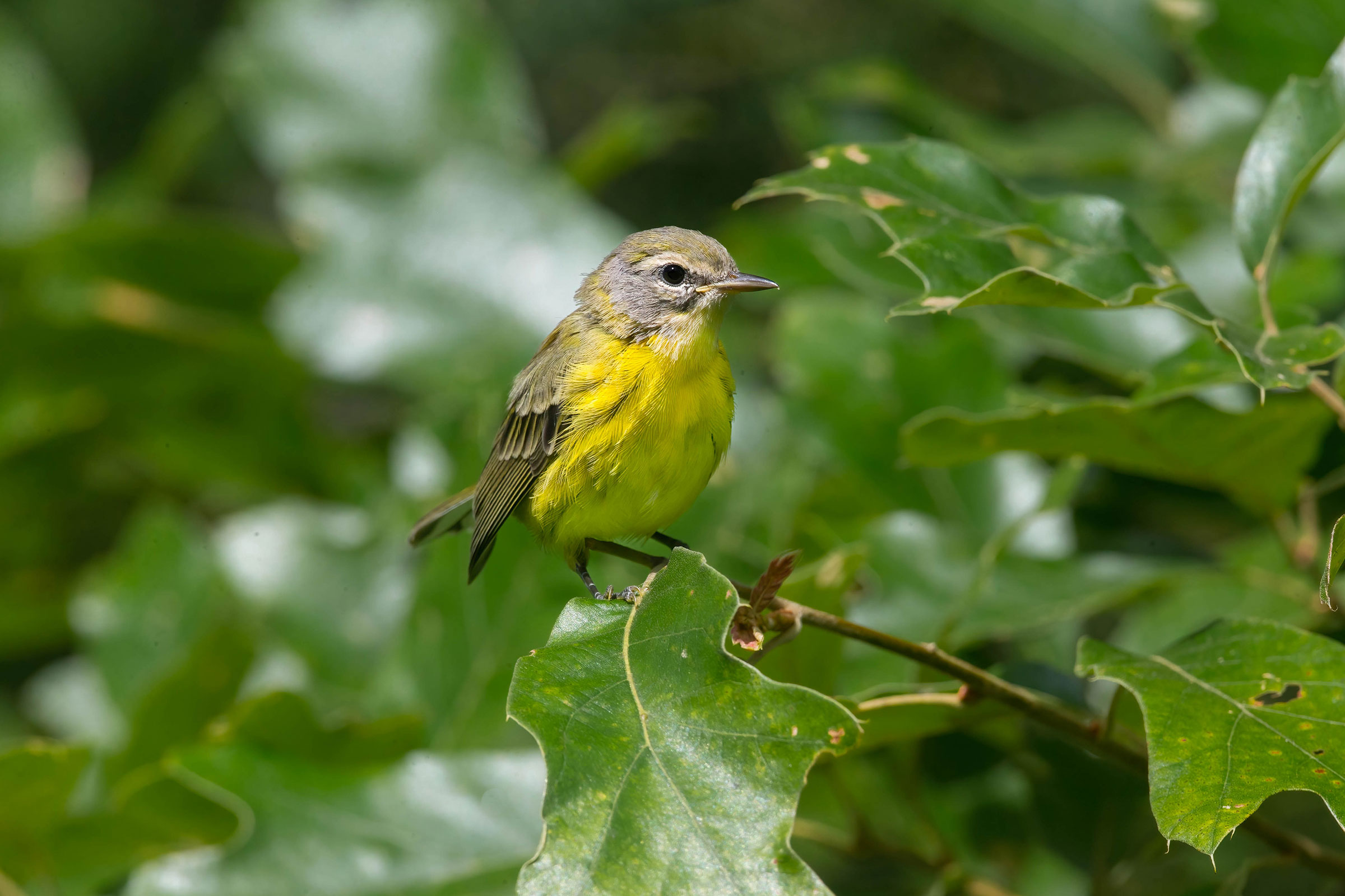 Prairie Warbler - Juvenile, photo by Brian Smith