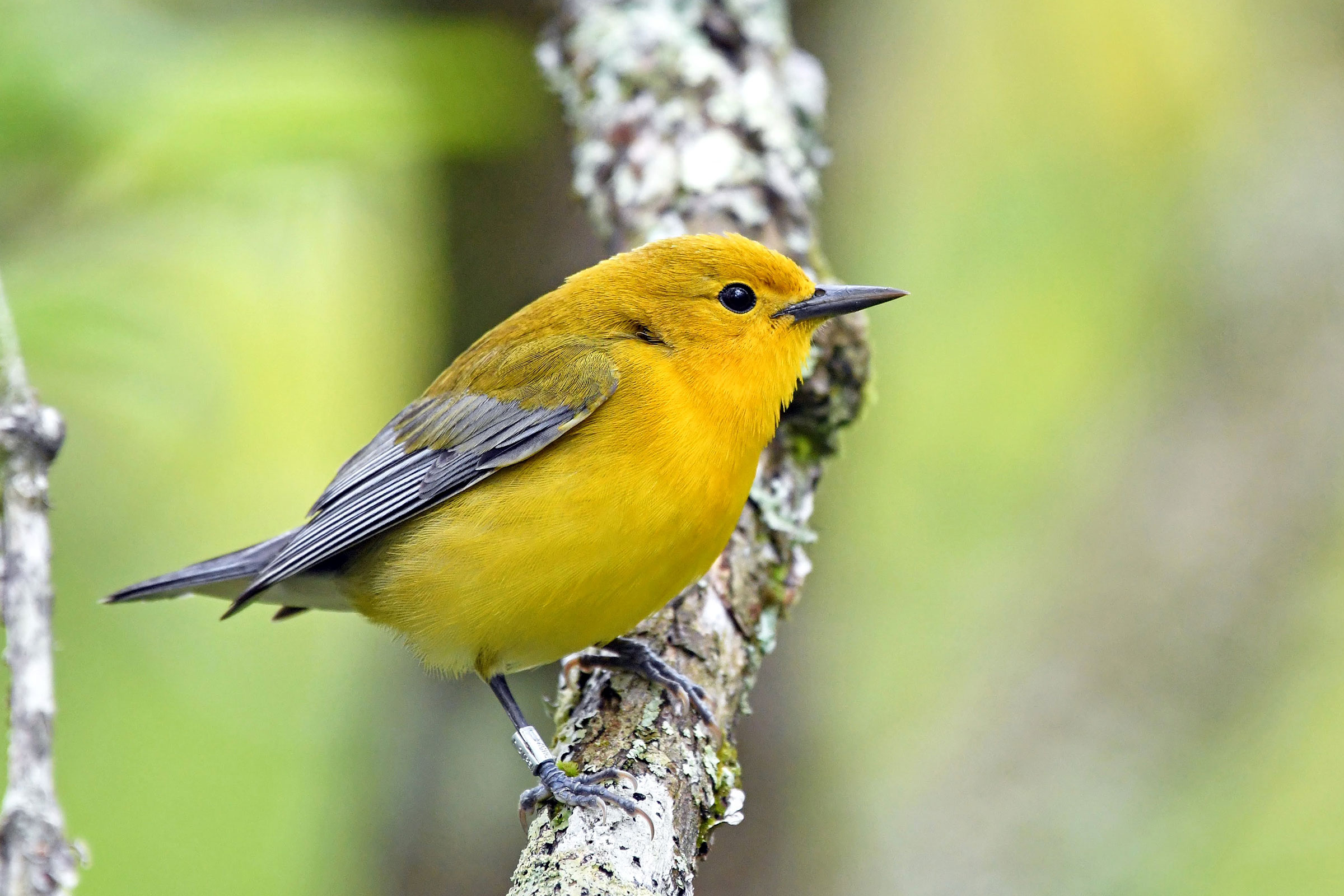 Prothonotary Warbler - Adult female, photo by Jim Easton