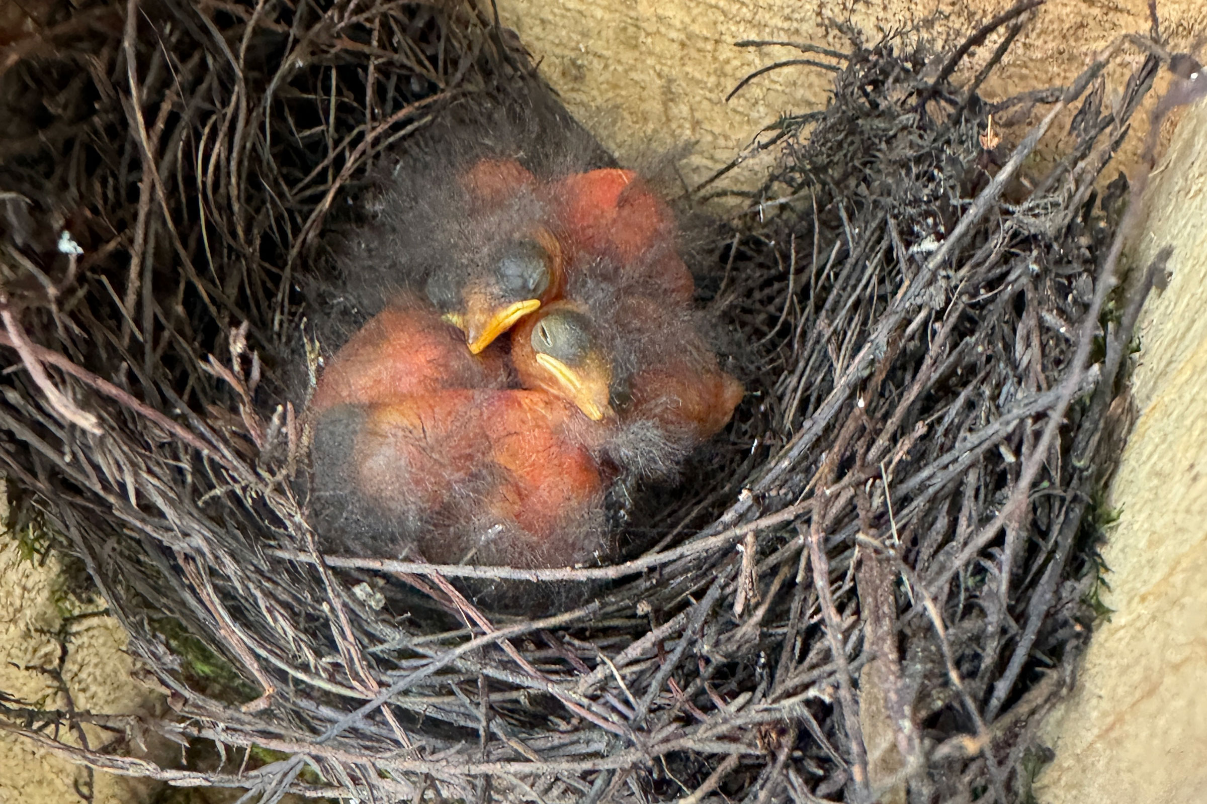 Prothonotary Warbler - Nest with young, photo by Shirley Devan