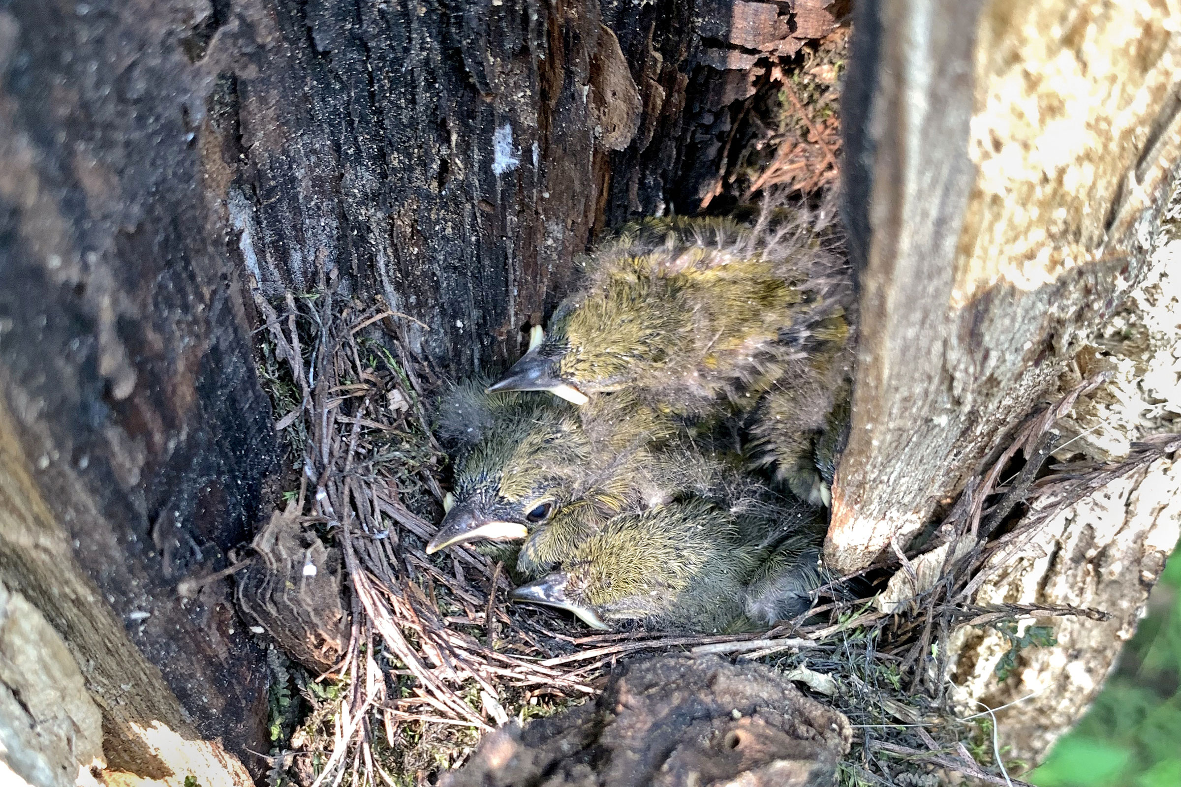 Prothonotary Warbler - Nestlings, photo by Jim Easton