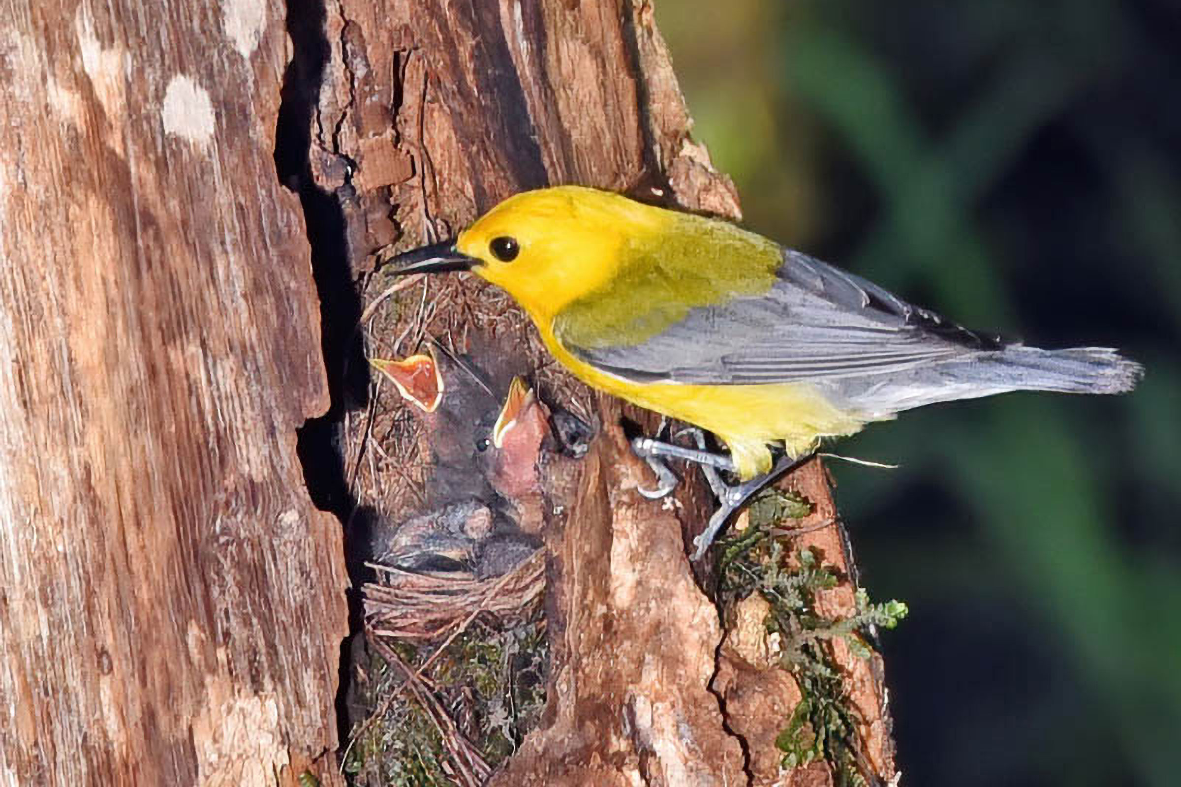 Prothonotary Warbler - Adult at nest with young, photo by Jim Easton