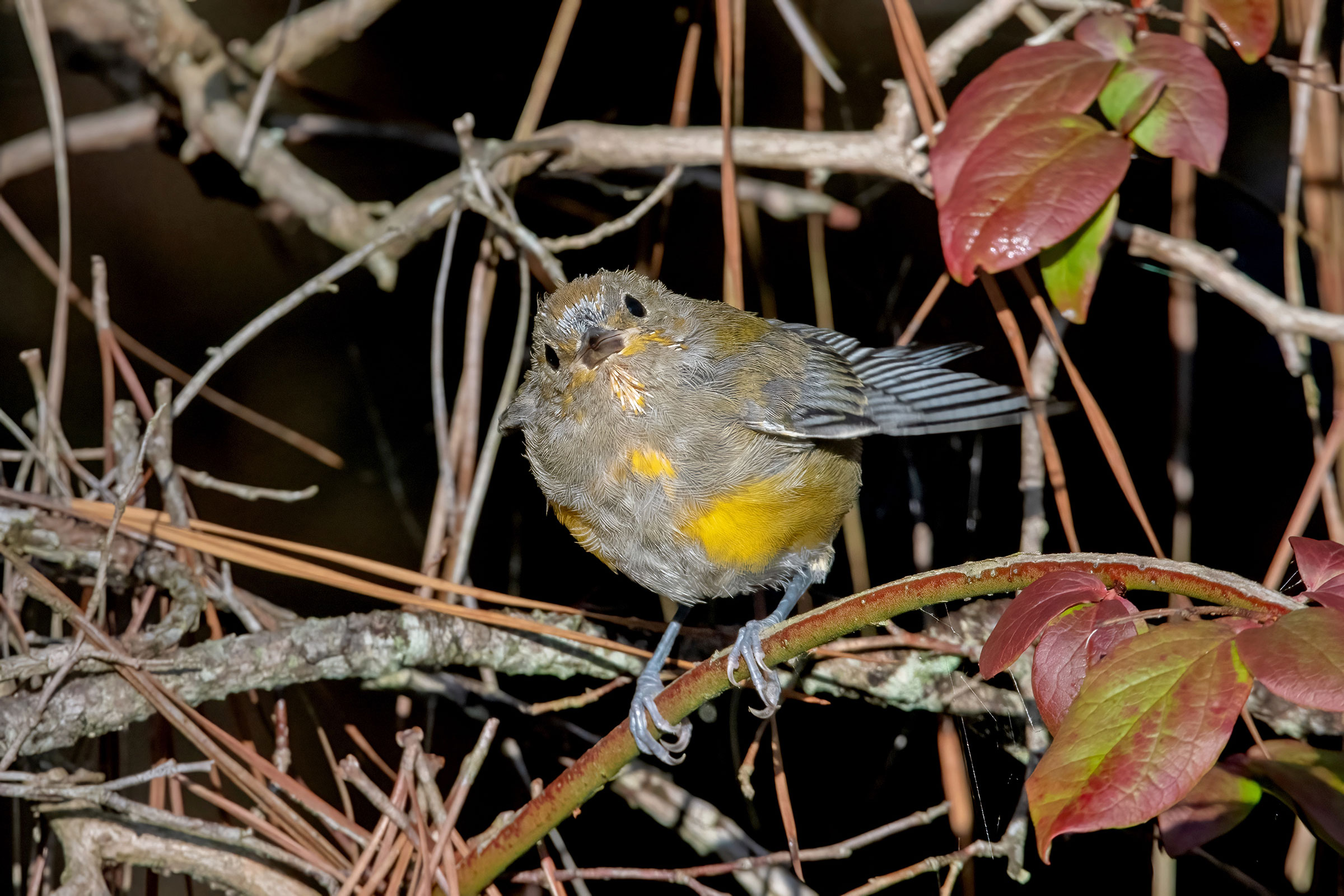 Prothonotary Warbler - Juvenile, photo by Deborah Humphries