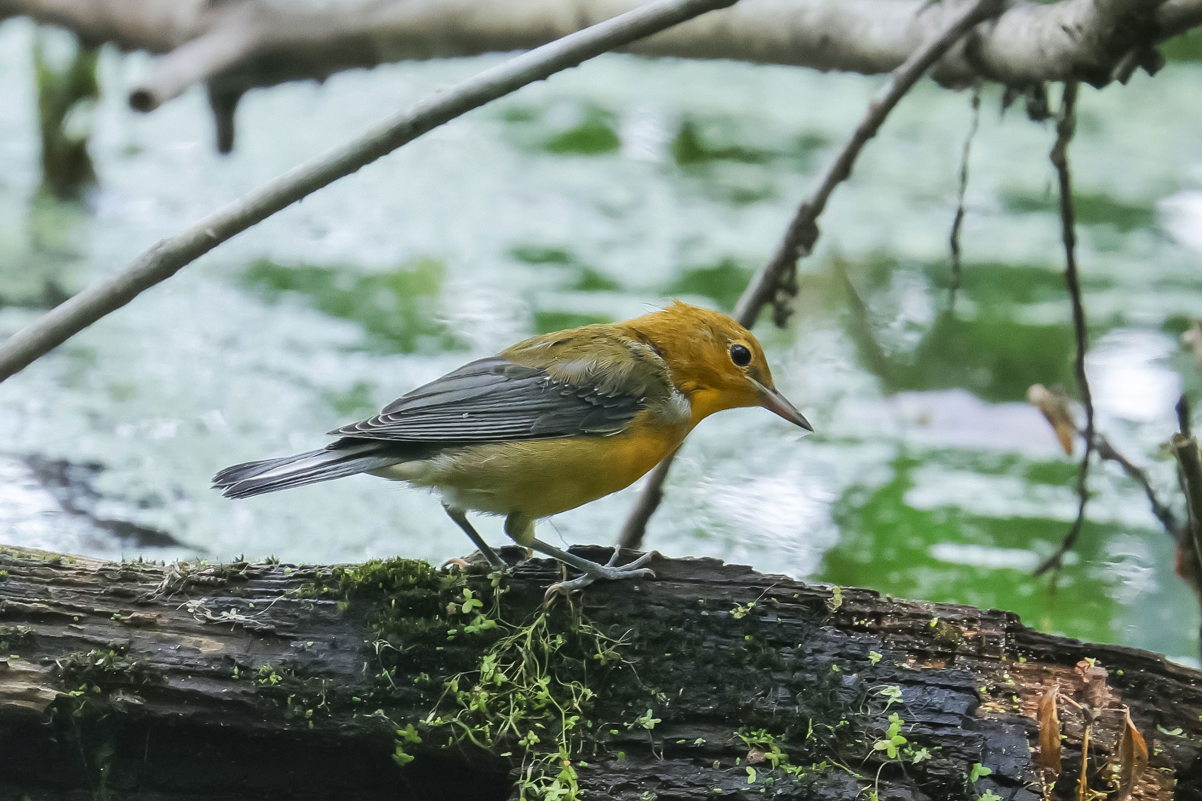 Prothonotary Warbler - Immature, photo by Jim Easton