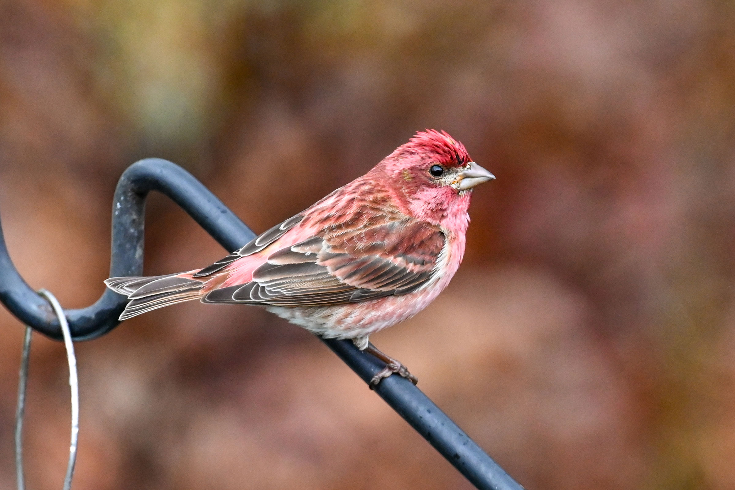 Purple Finch - Adult male, photo by David L. Govoni